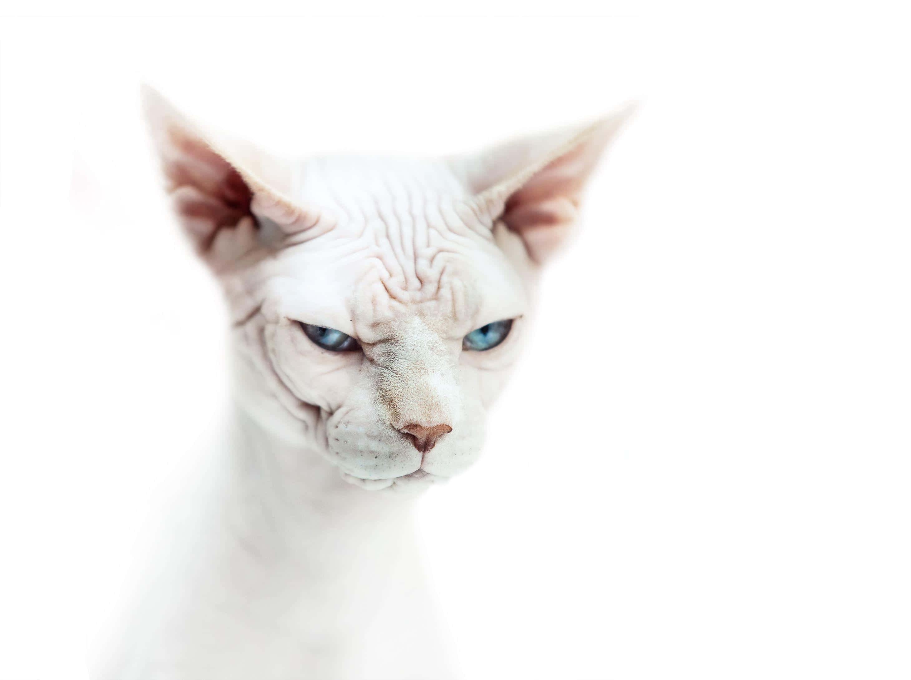 Sphynx, white hairless cat, striking blue eyes, 2K Desktop Wallpaper