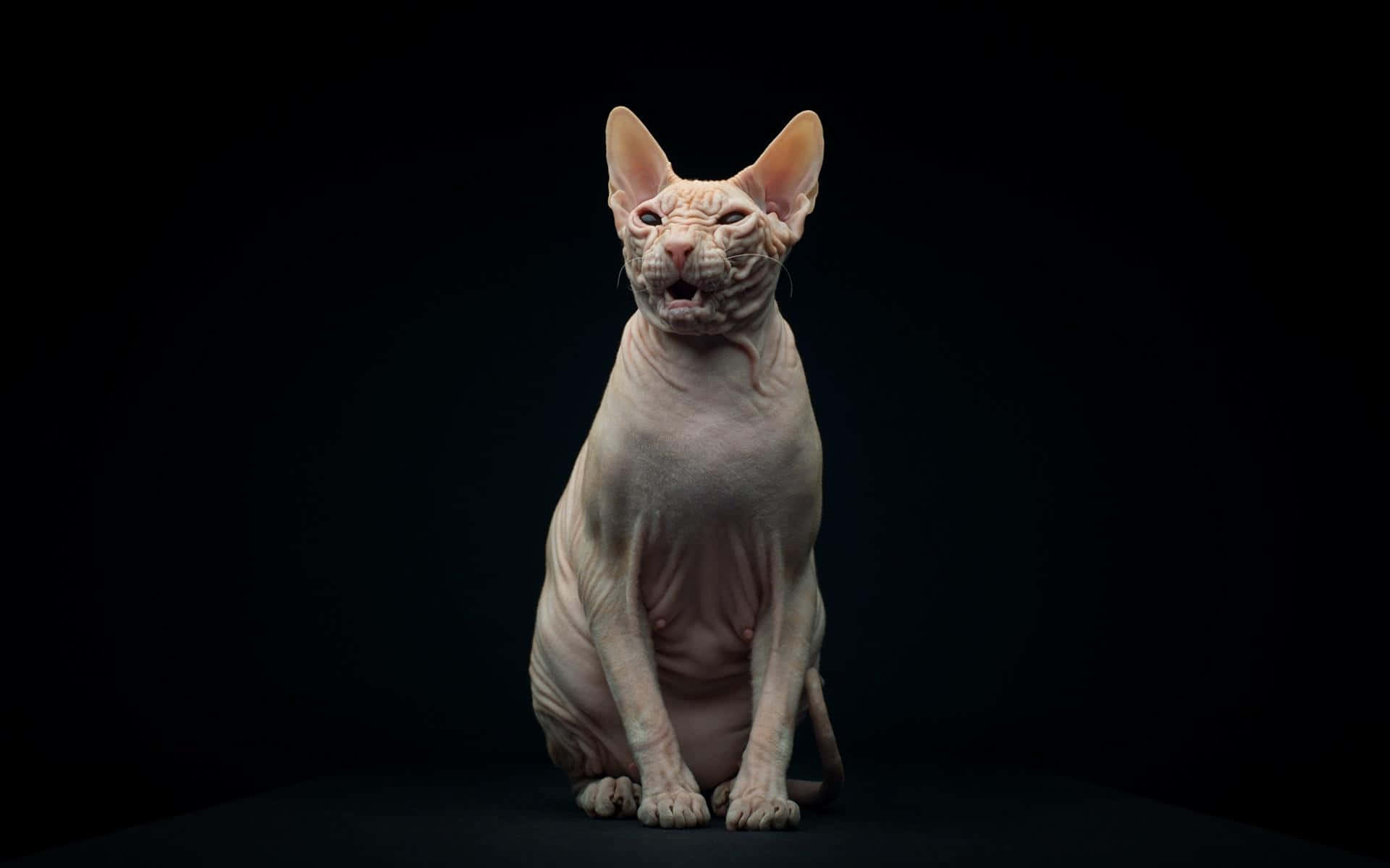 Sphynx, hairless sphynx cat, stark black background, Full HD Desktop Wallpaper