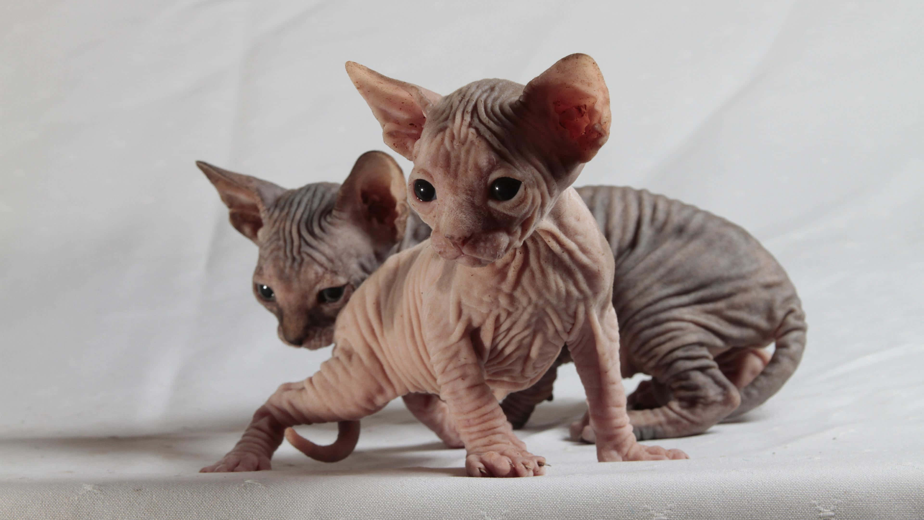 Sphynx, hairless sphynx kittens, wrinkled pink skin, 4K Desktop Wallpaper