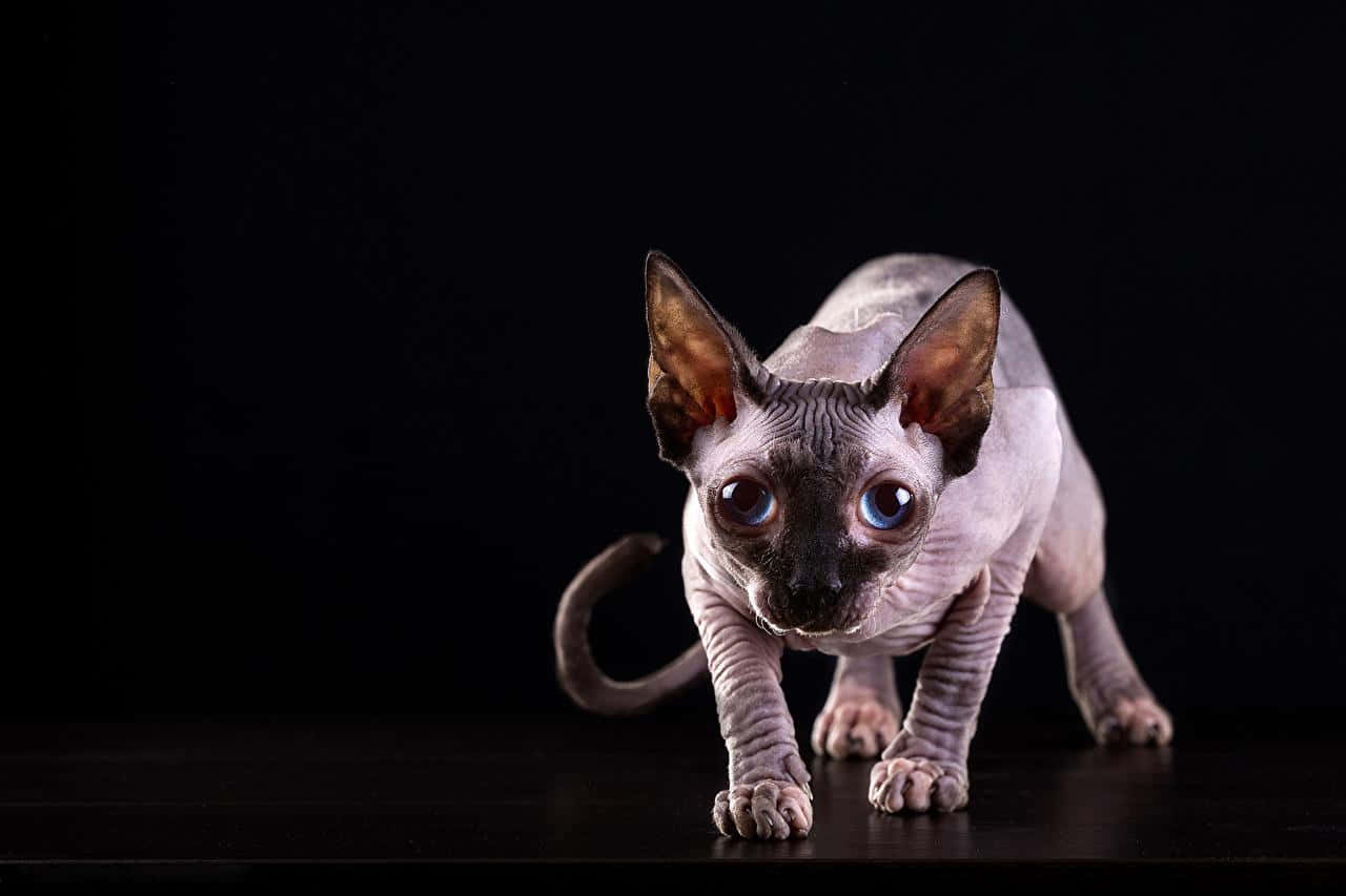 Sphynx, 1280 x 853, blue eyes, HD Desktop Wallpaper