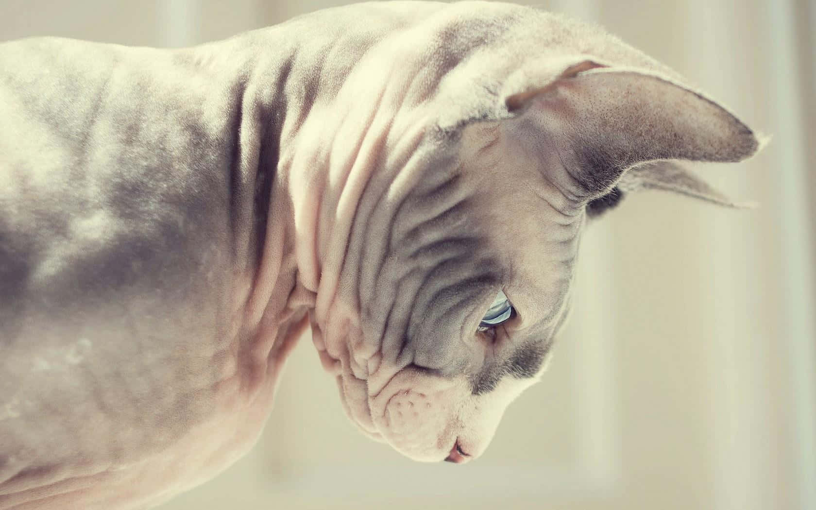 Sphynx, hairless sphynx cat, wrinkled skin, HD Desktop Wallpaper