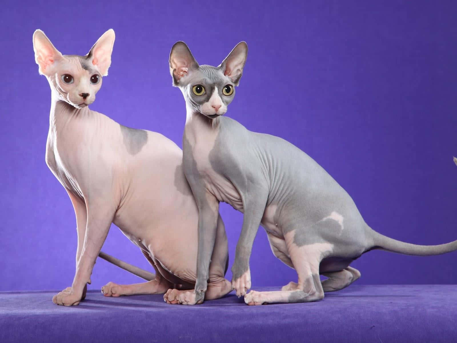 Sphynx, purple backdrop, large ears, HD Desktop Wallpaper