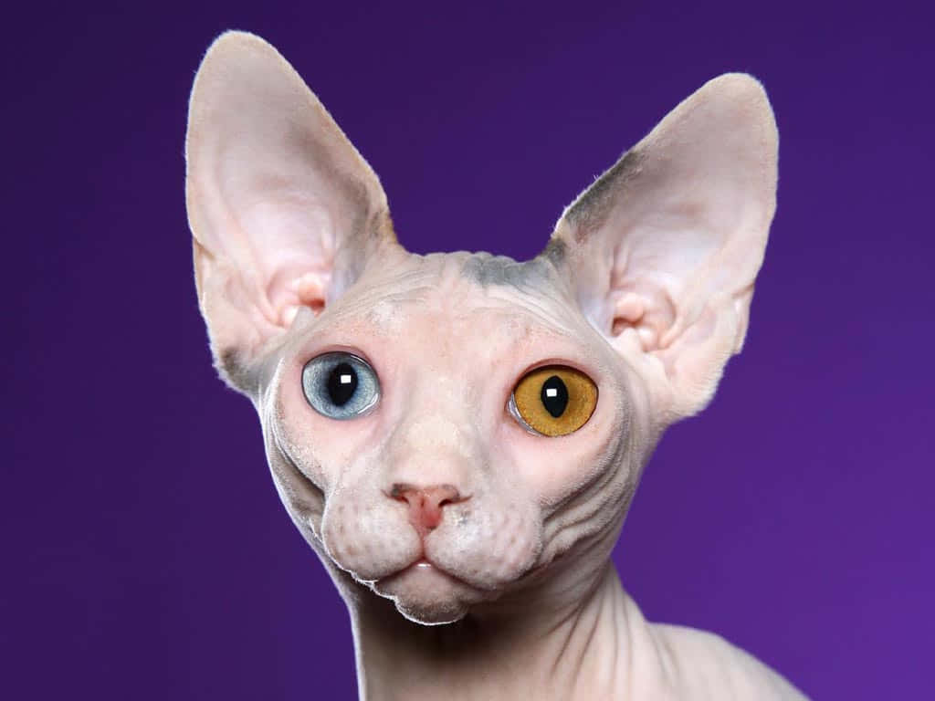 Sphynx, blue and one amber eye, solid purple background, SD Desktop Wallpaper