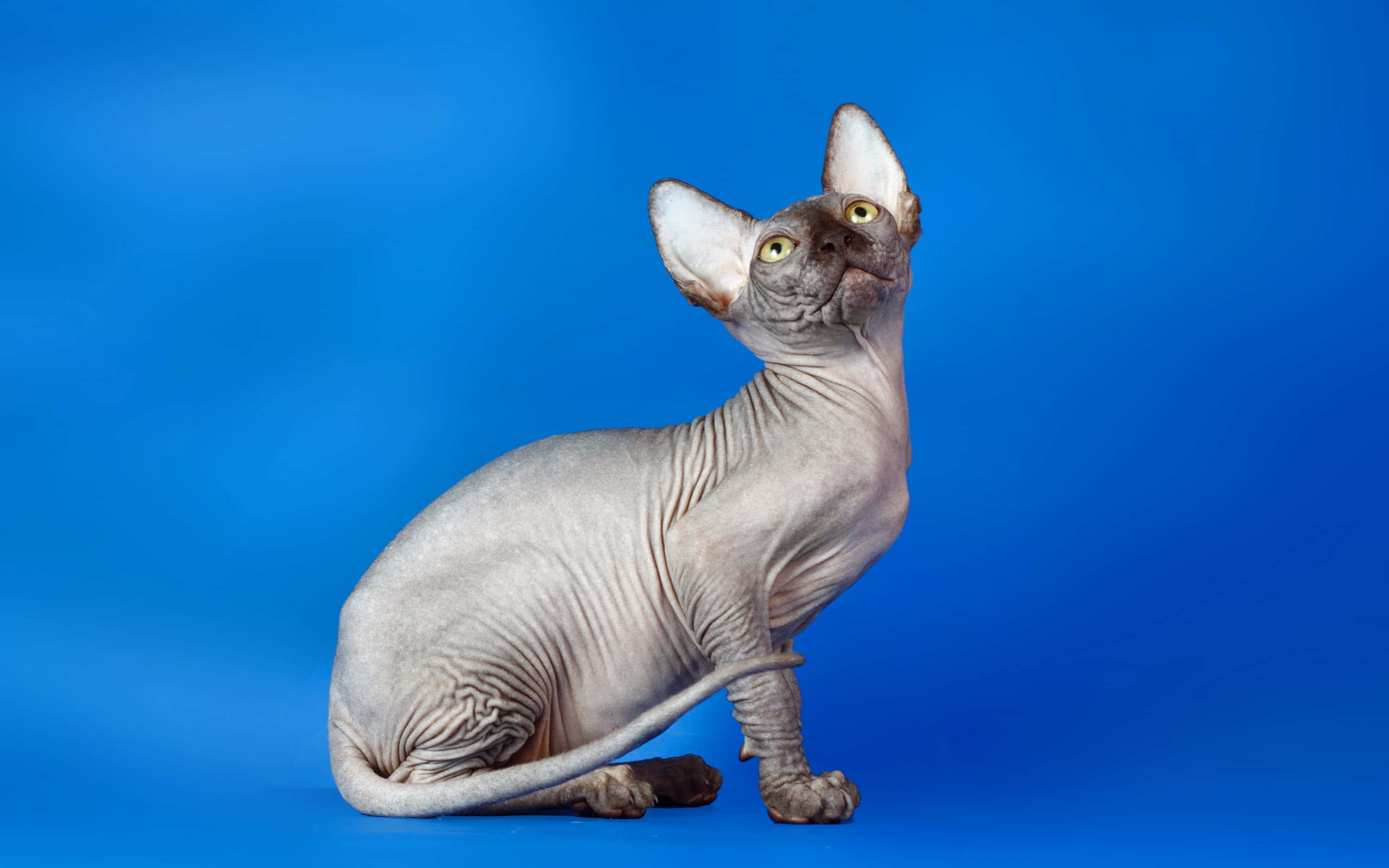 Sphynx, 2560 x 1600, blue background, 2K Desktop Wallpaper