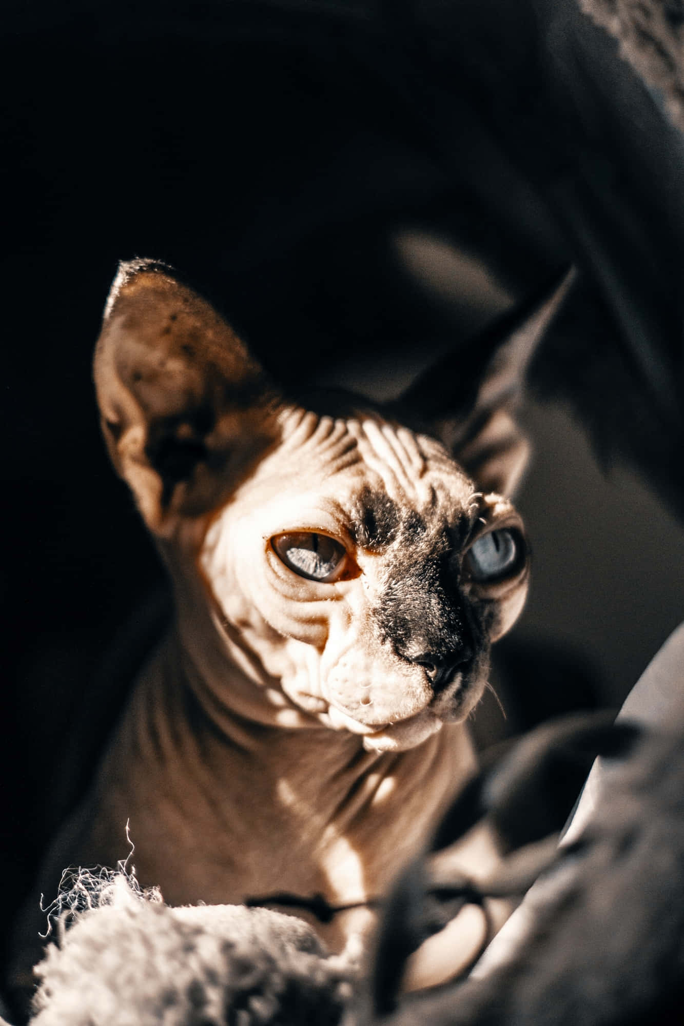 Sphynx, blue eyes, dark blurred background, Full HD Phone Wallpaper