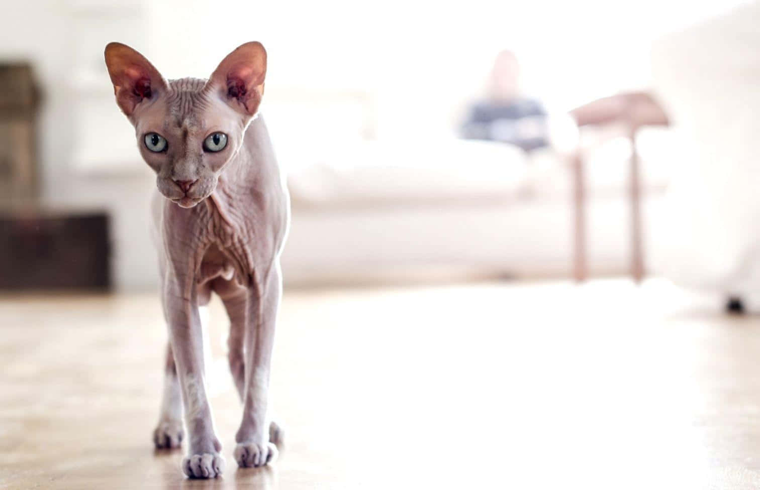 Sphynx, hairless sphynx cat, large ears, HD Desktop Wallpaper
