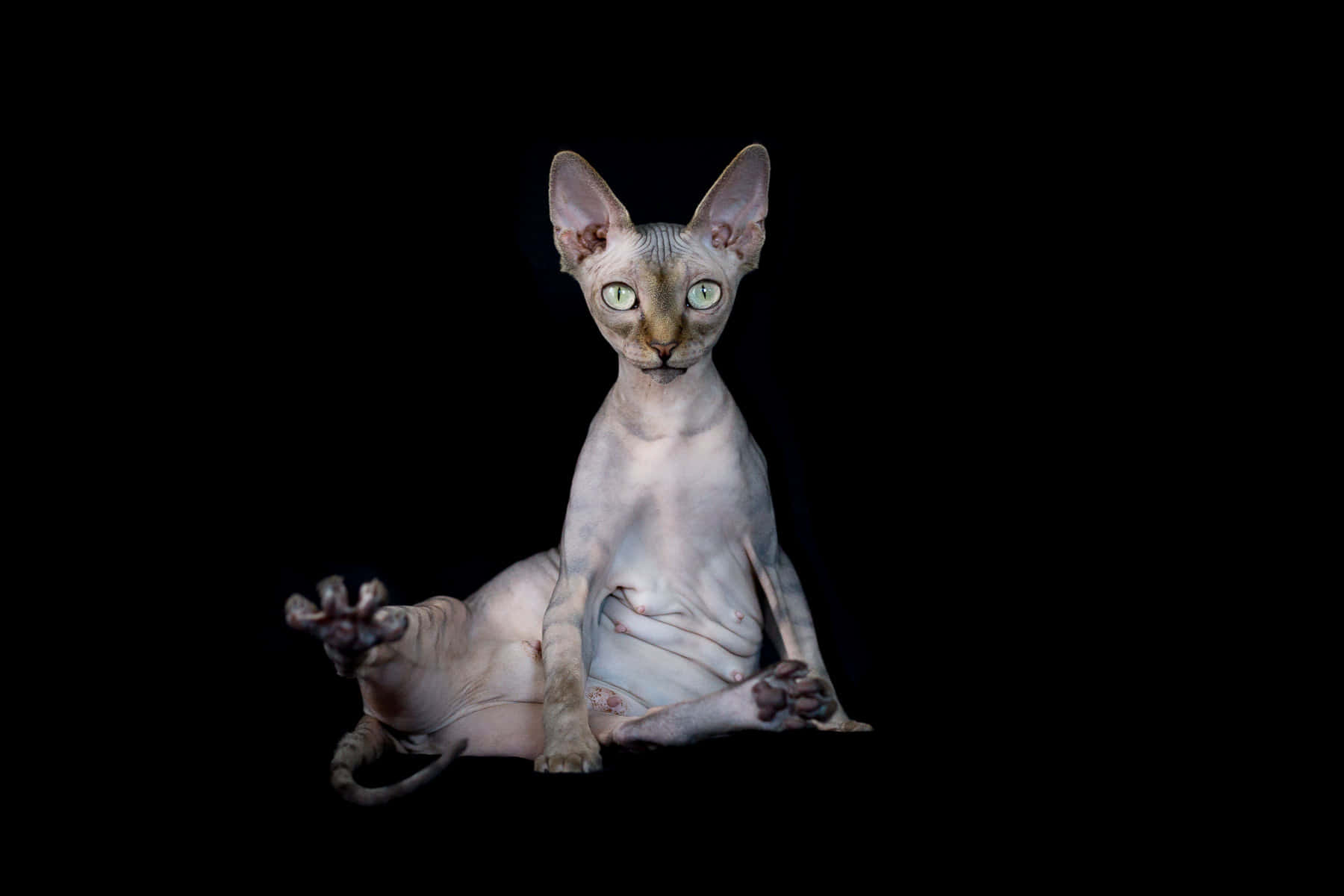 Sphynx, glowing green eyes, stark black background, HD Desktop Wallpaper