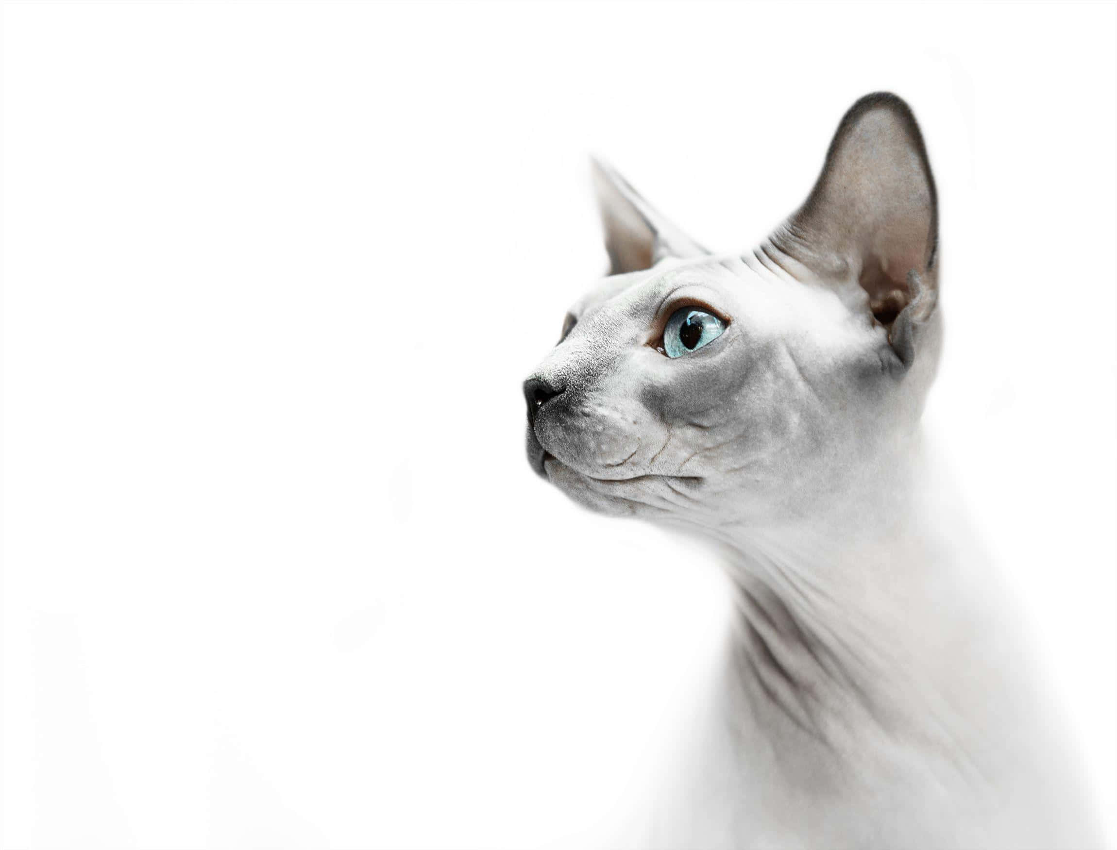 Sphynx, white, blue eyes, Full HD Desktop Wallpaper