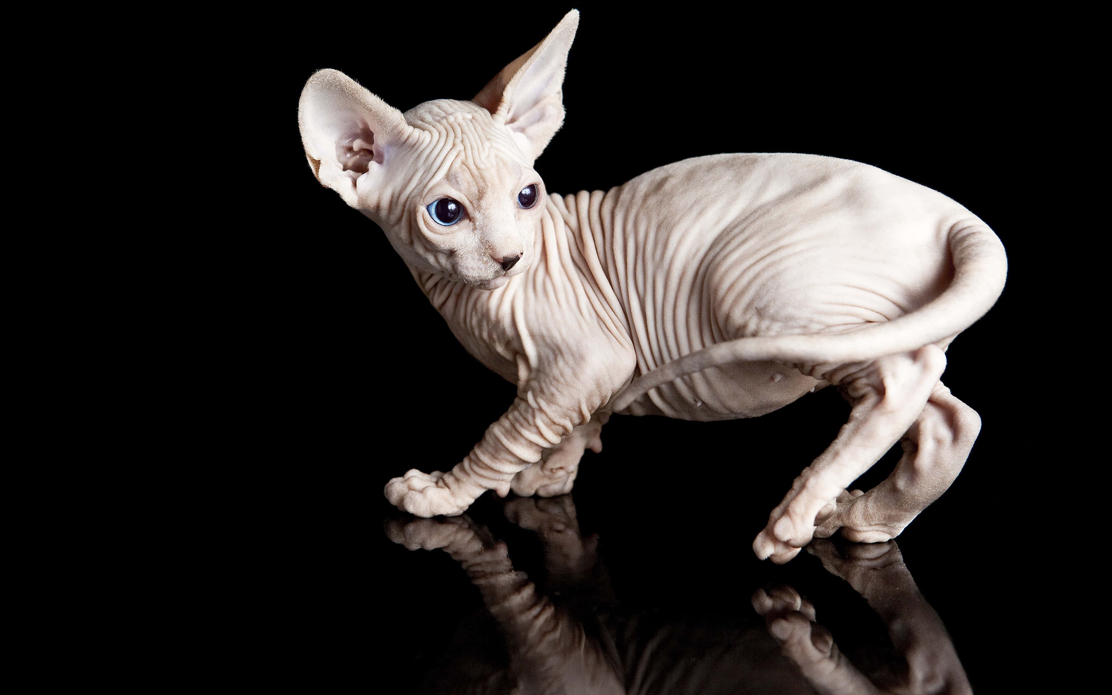 Sphynx, blue eyes, reflective black surface, 4K Desktop Wallpaper