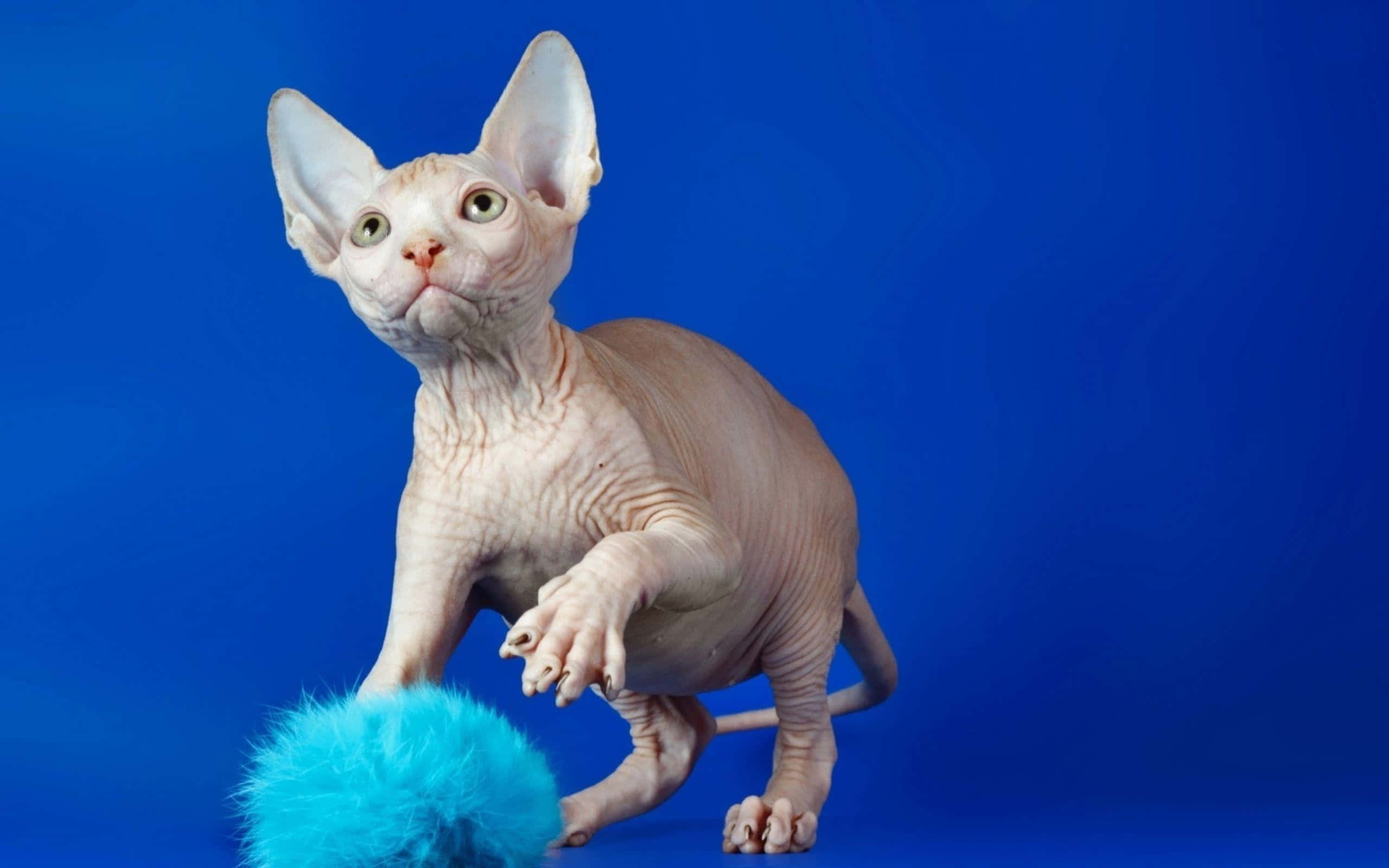 Sphynx, 2560 x 1600, green eyes, 2K Desktop Wallpaper