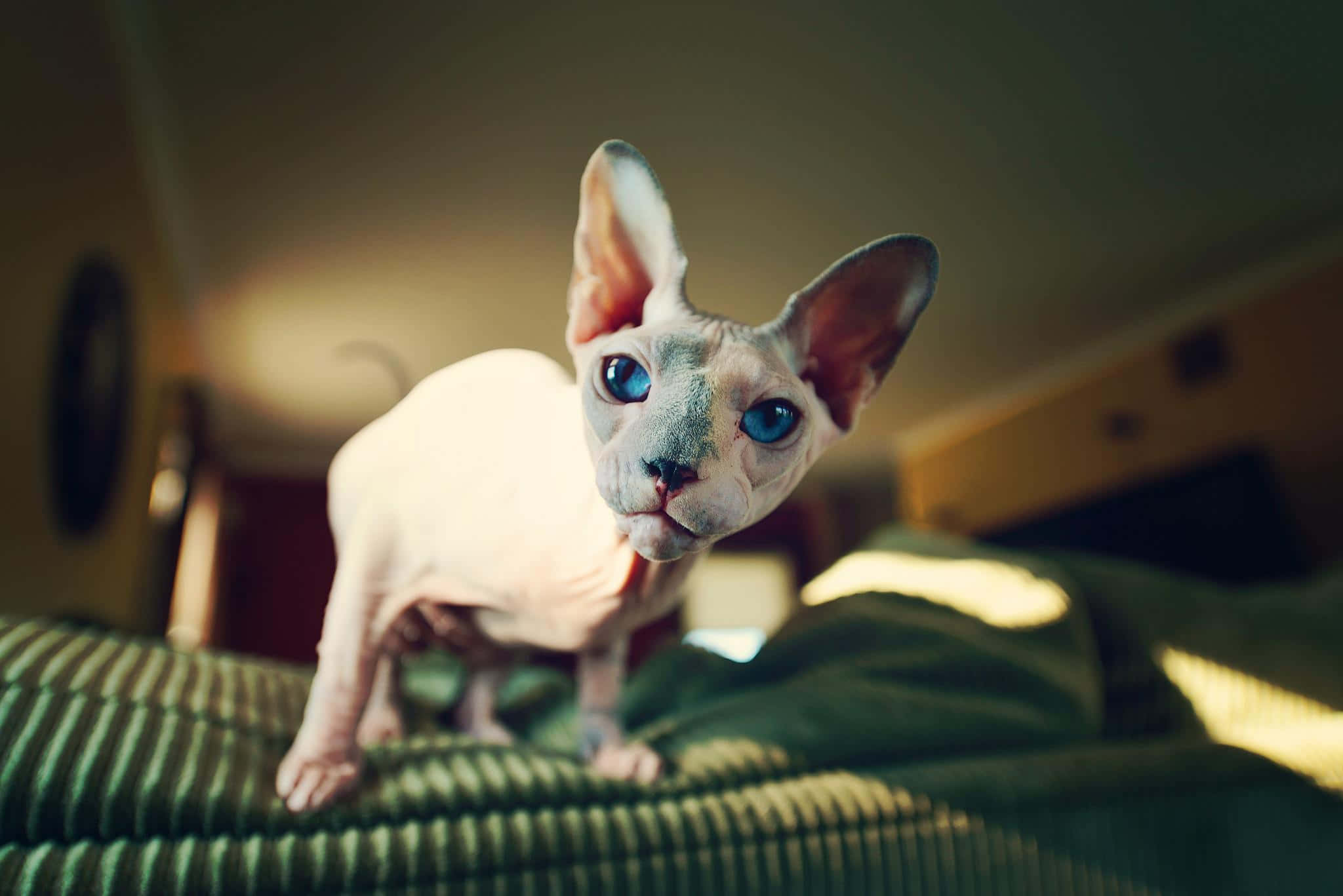 Sphynx, blue eyes, green striped couch, Full HD Desktop Wallpaper