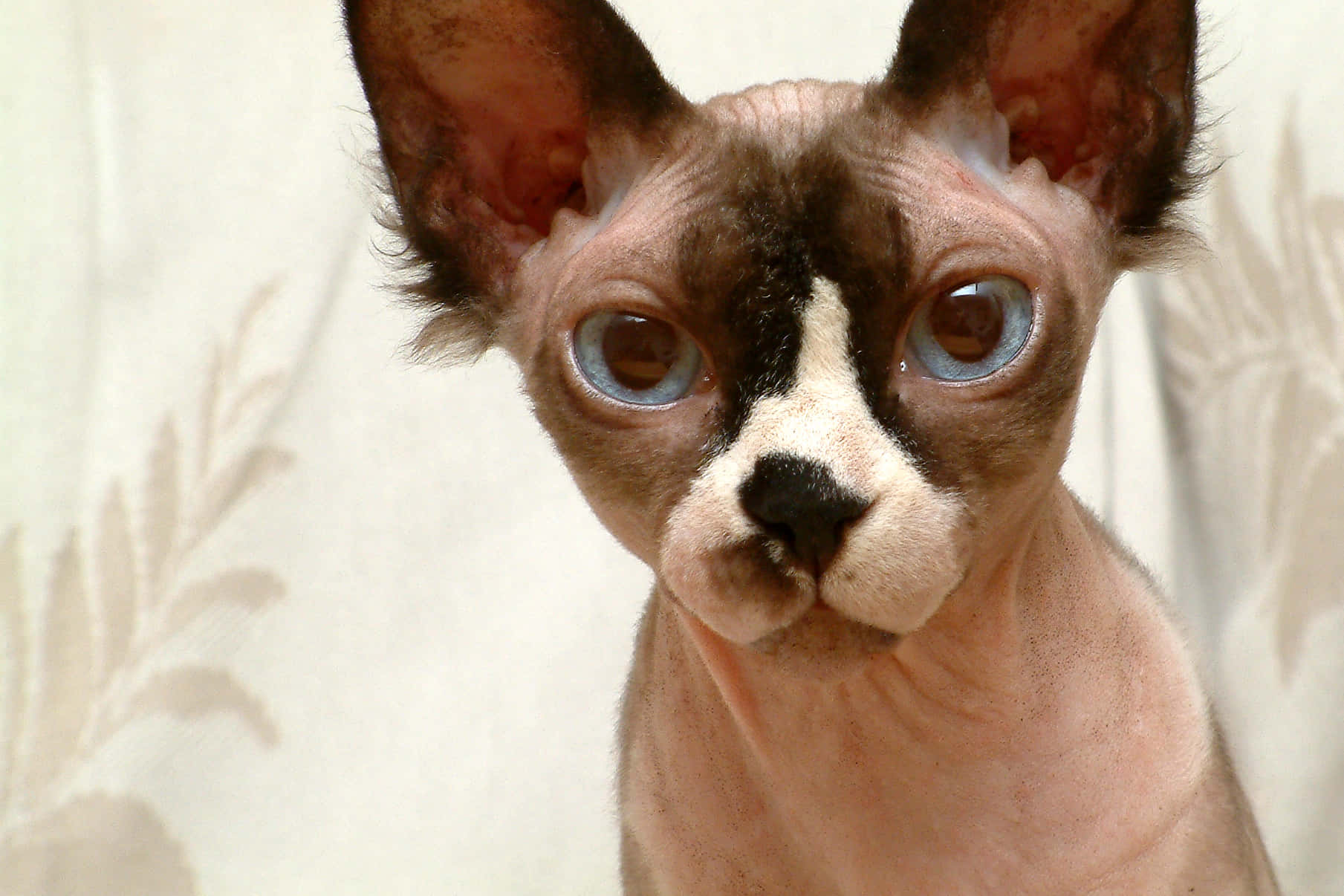 Sphynx, 1809 x 1206, couch, HD Desktop Wallpaper