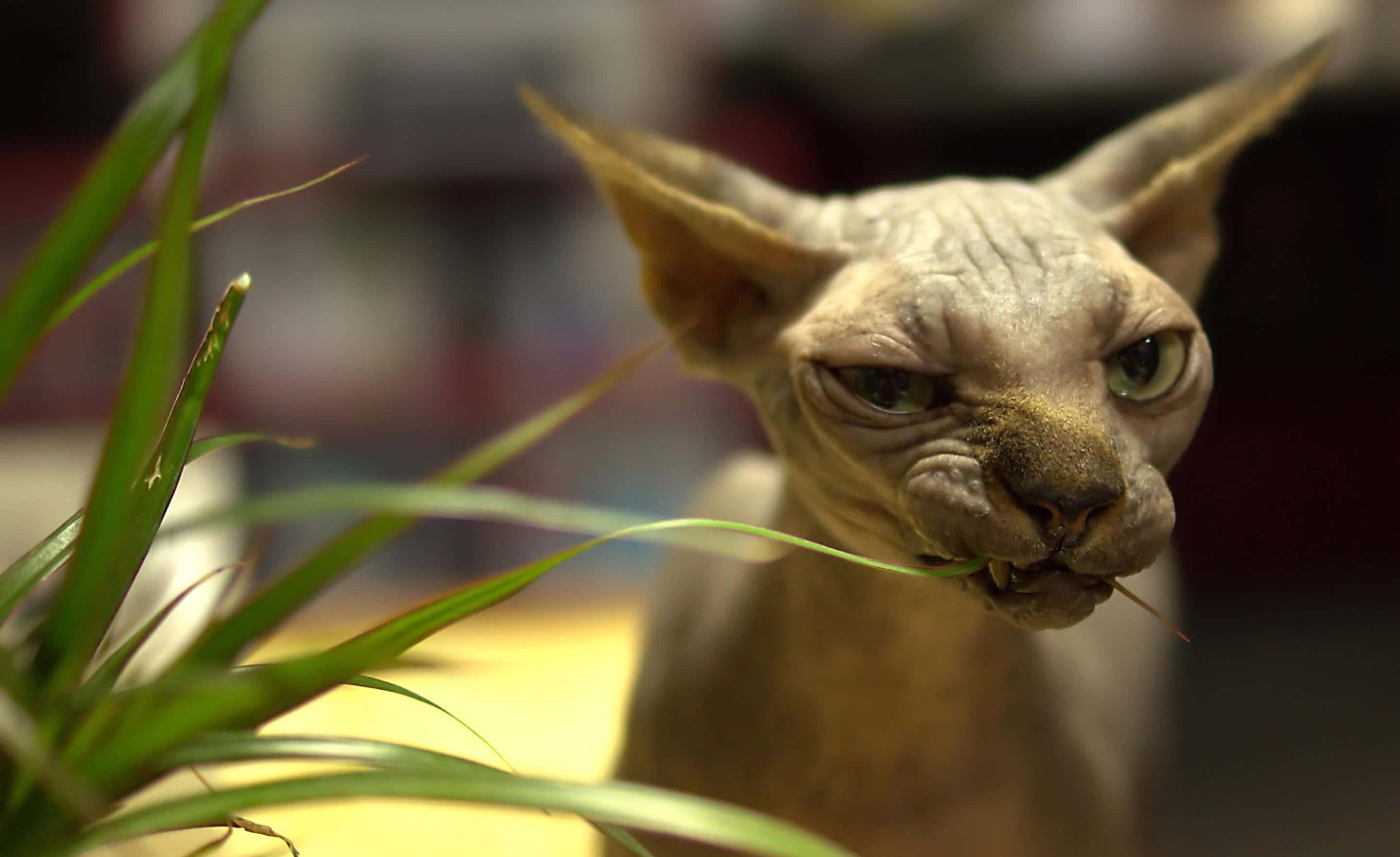 Sphynx, green eyes, large ears, 2K Desktop Wallpaper