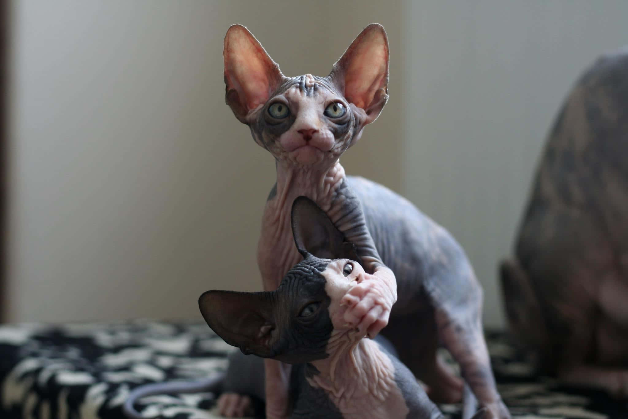 Sphynx, hairless sphynx cats, large ears, Full HD Desktop Wallpaper