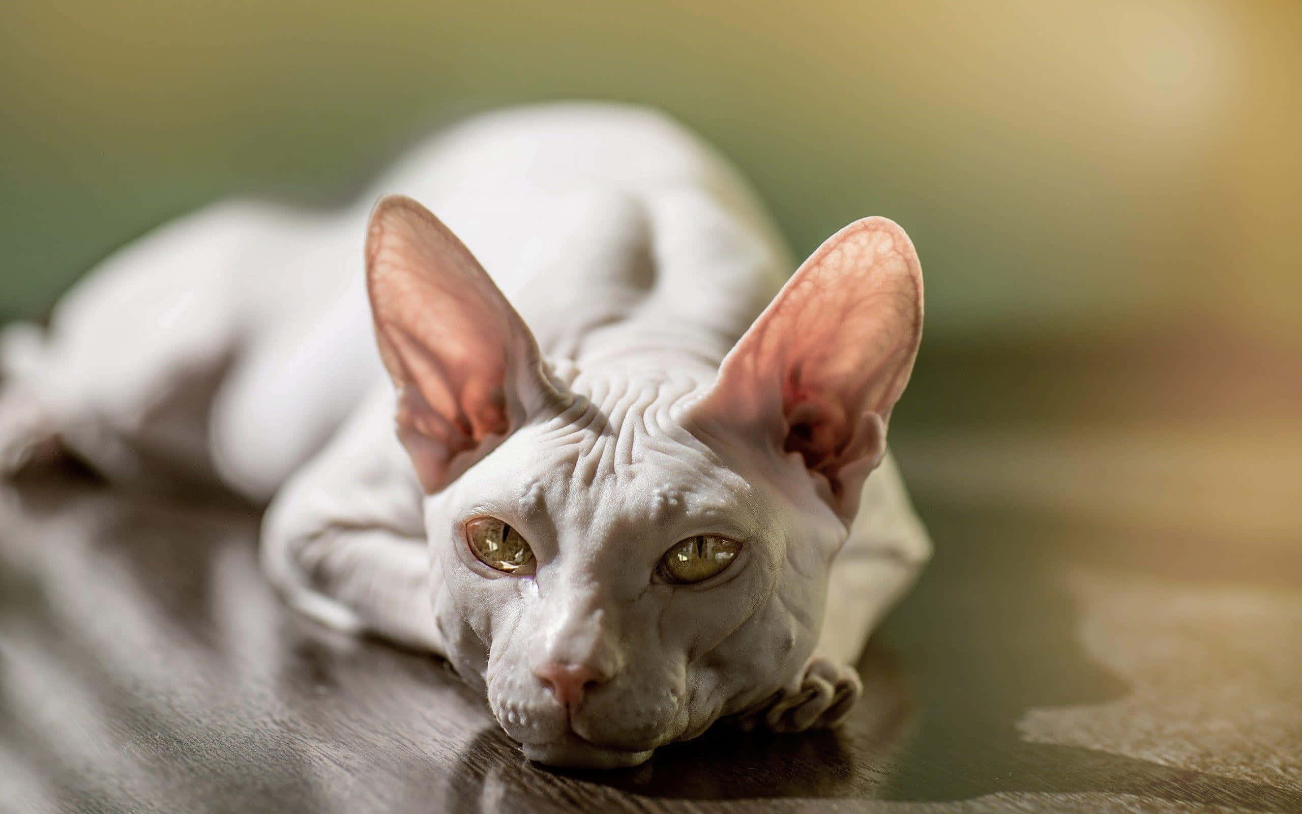Sphynx, 2560 x 1600, wooden surface, 2K Desktop Wallpaper