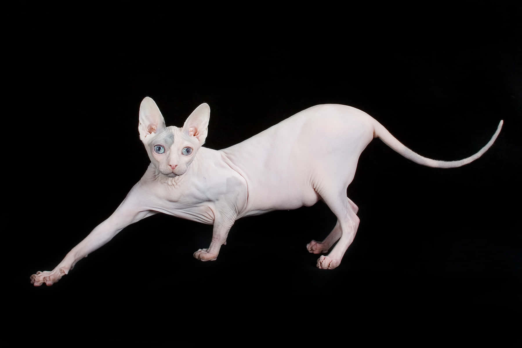 Sphynx, white hairless cat, blue eyes, HD Desktop Wallpaper