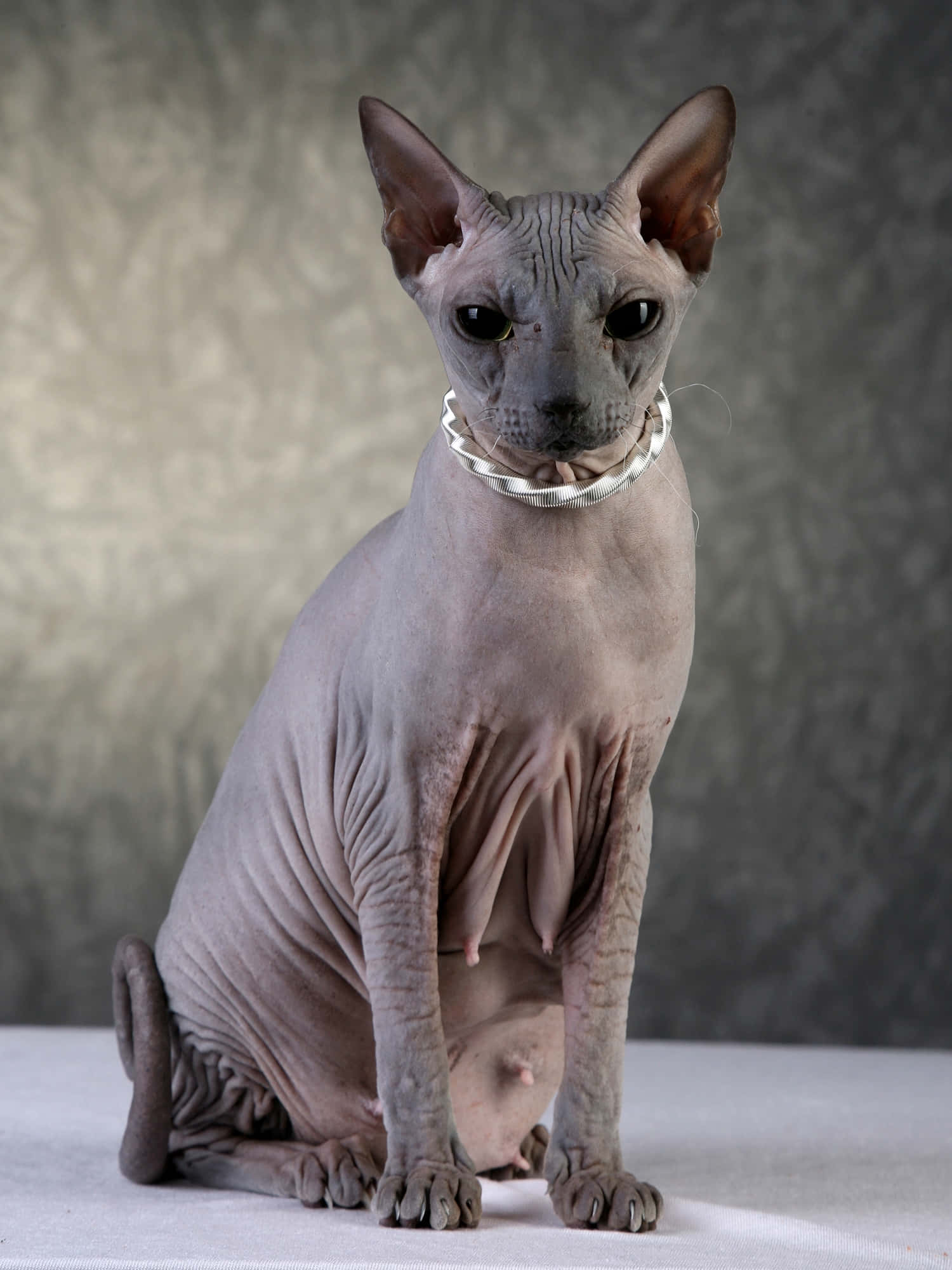 Sphynx, white surface, textured gray backdrop, Full HD Phone Wallpaper