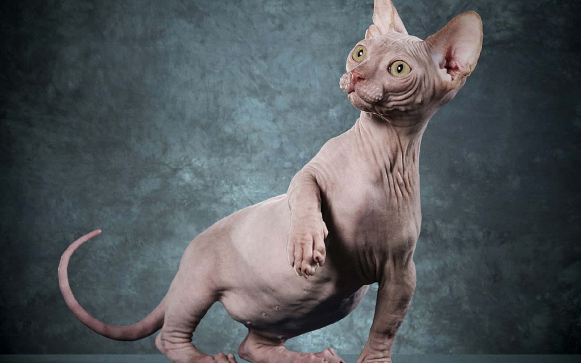 Sphynx, teal, textured, Full HD Desktop Wallpaper