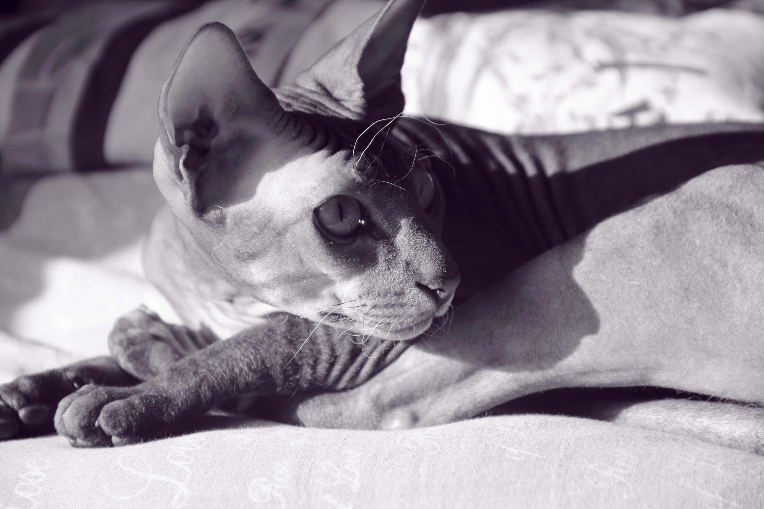 Sphynx, hairless Sphynx cat, patterned bedspread, 2K Desktop Wallpaper