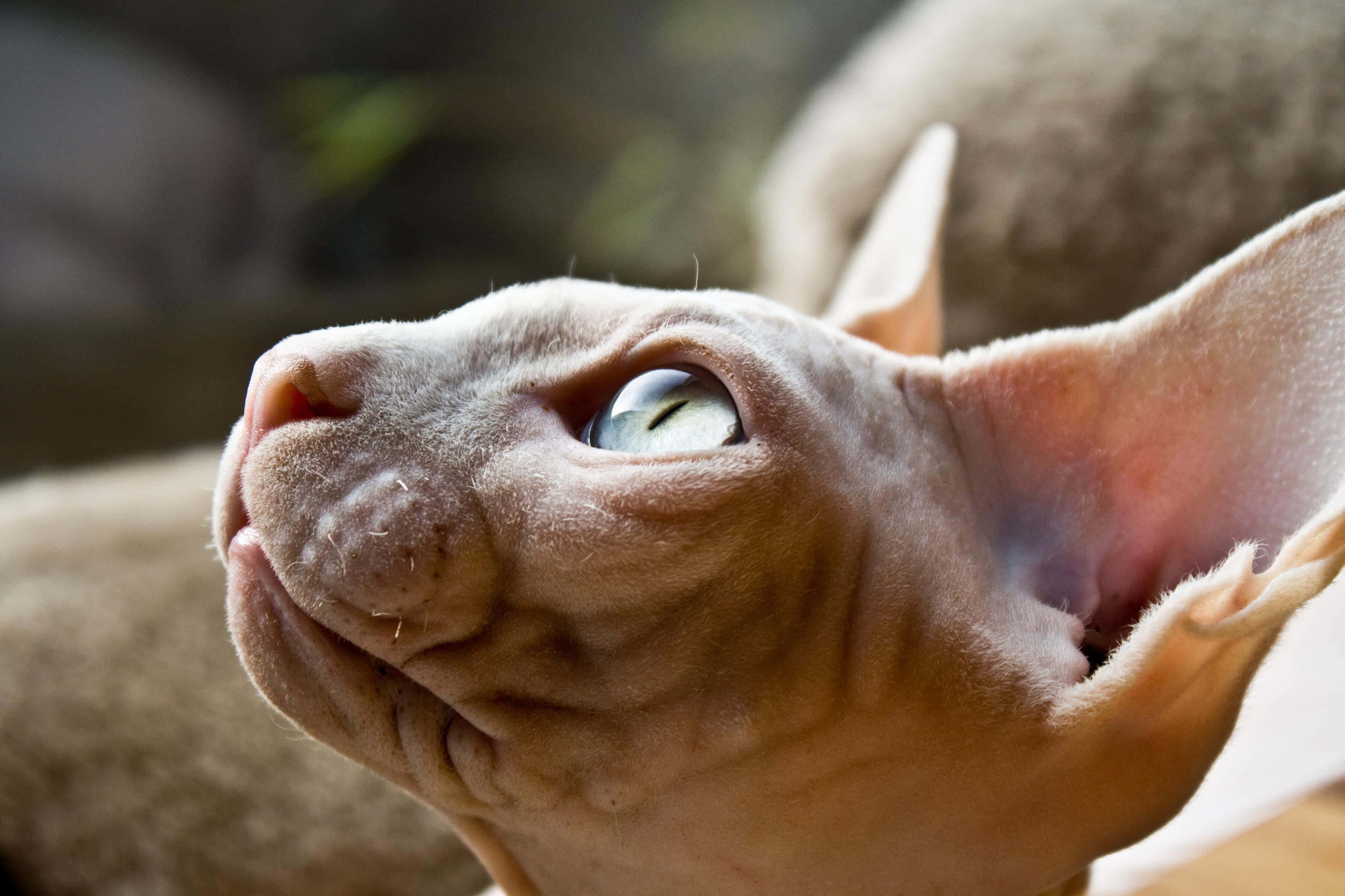 Sphynx, green eyes, large ears, 4K Desktop Wallpaper