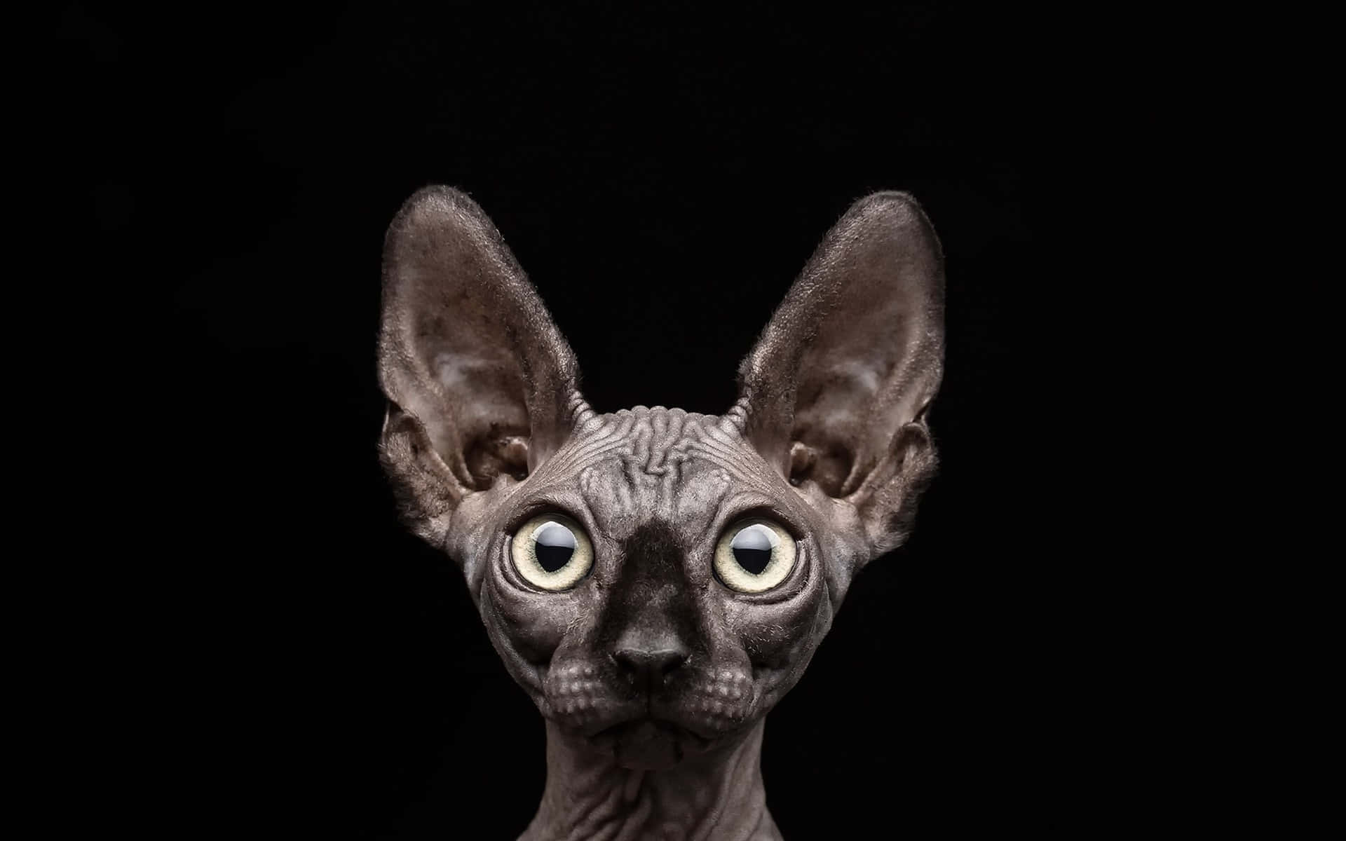 Sphynx, 1920 x 1200, black background, Full HD Desktop Wallpaper