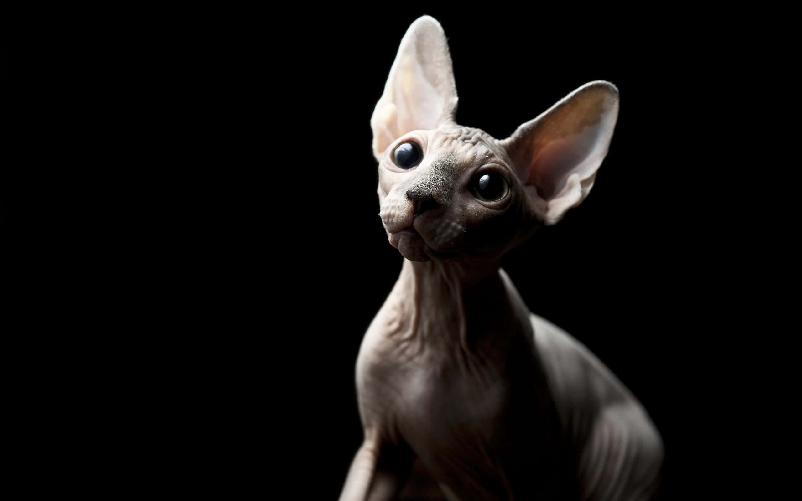 Sphynx, 2560 x 1600, black background, 2K Desktop Wallpaper
