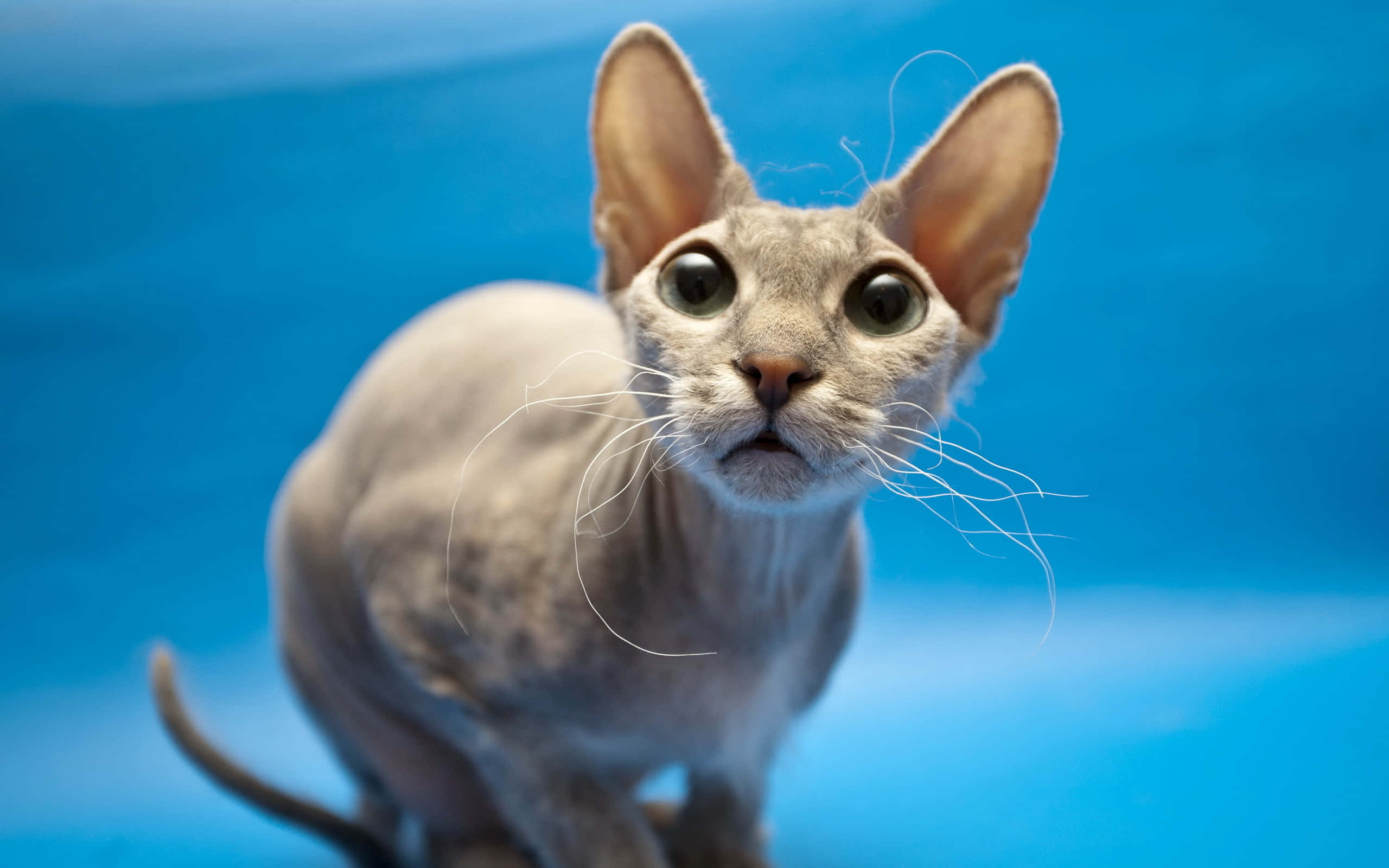 Sphynx, hairless sphynx cat, large ears, 2K Desktop Wallpaper