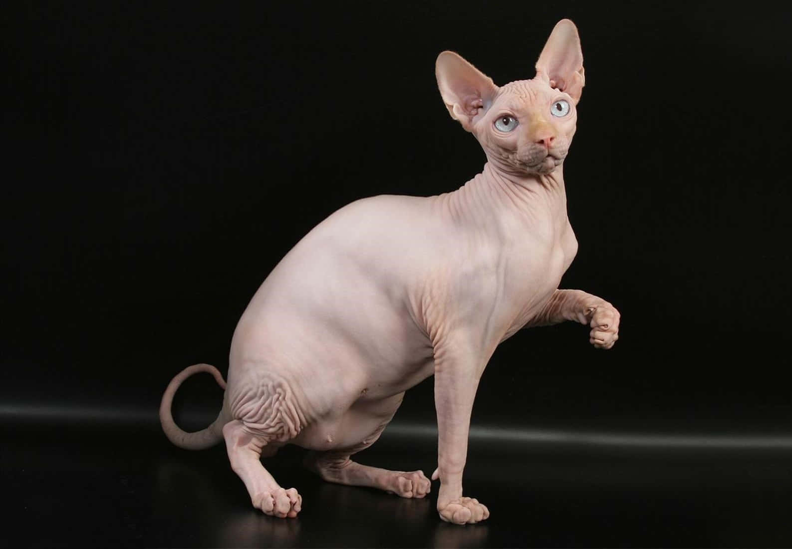 Sphynx, black background, blue eyes, HD Desktop Wallpaper