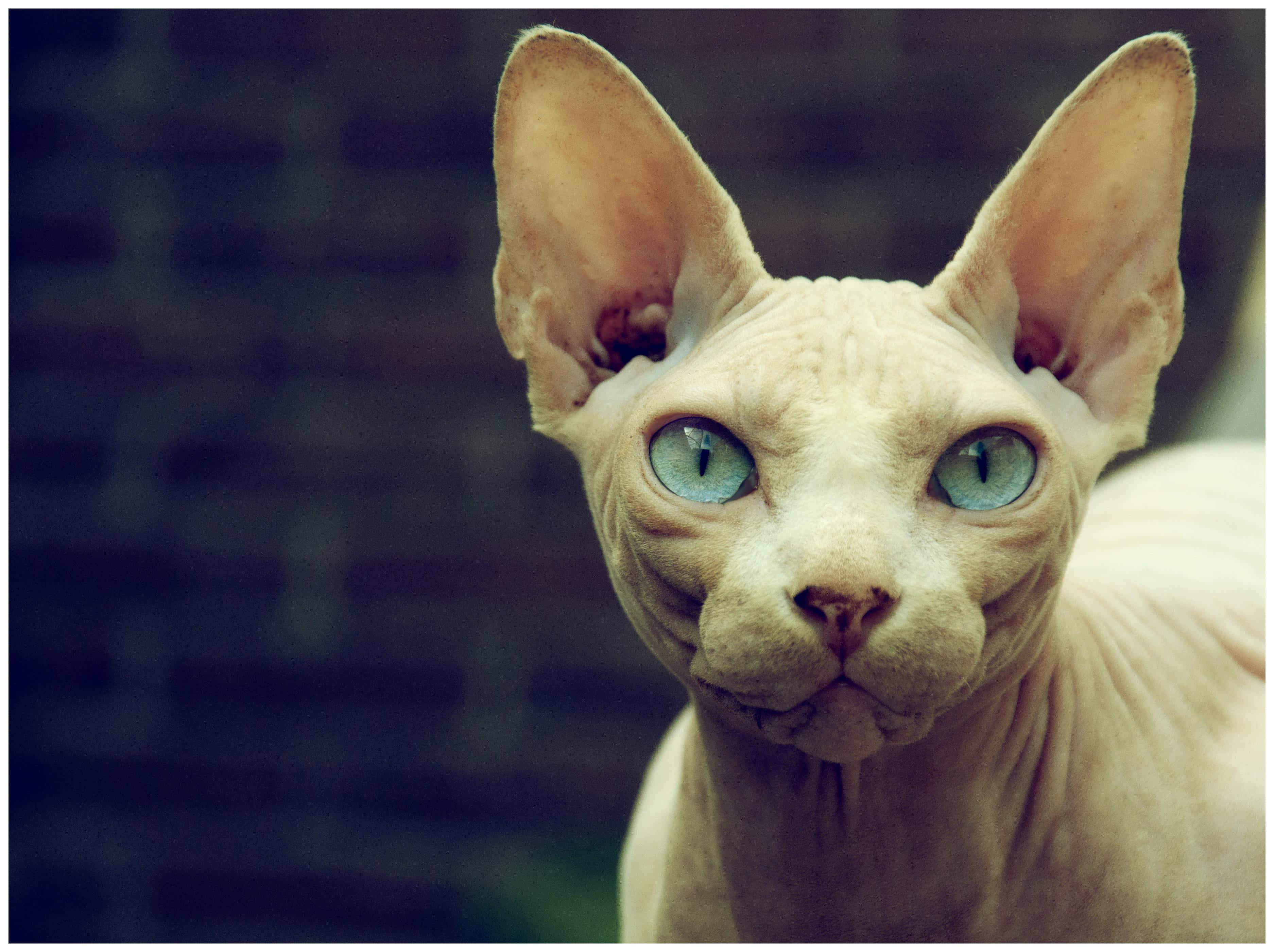 Sphynx, blue eyes, large ears, 2K Desktop Wallpaper