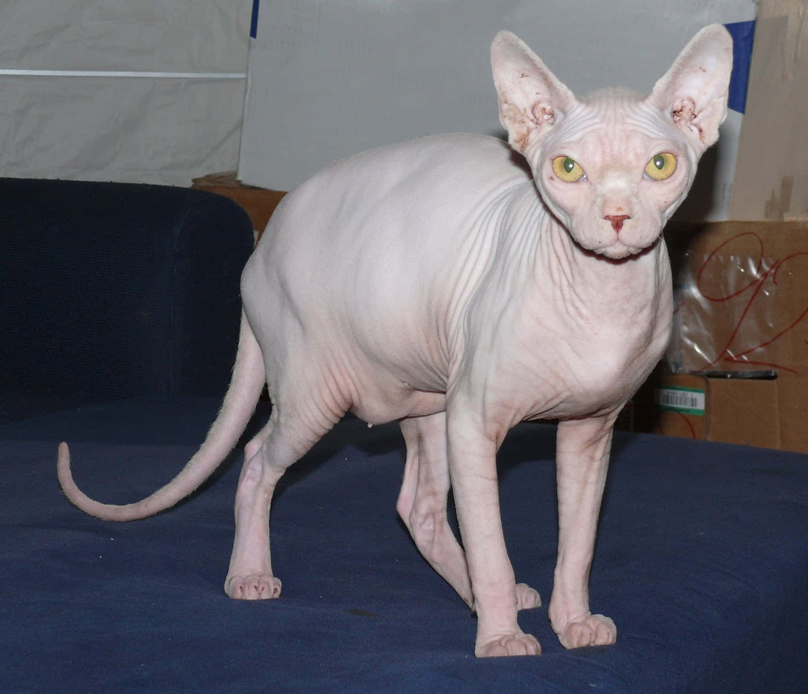 Sphynx, pale pink skin, bright yellow eyes, HD Desktop Wallpaper