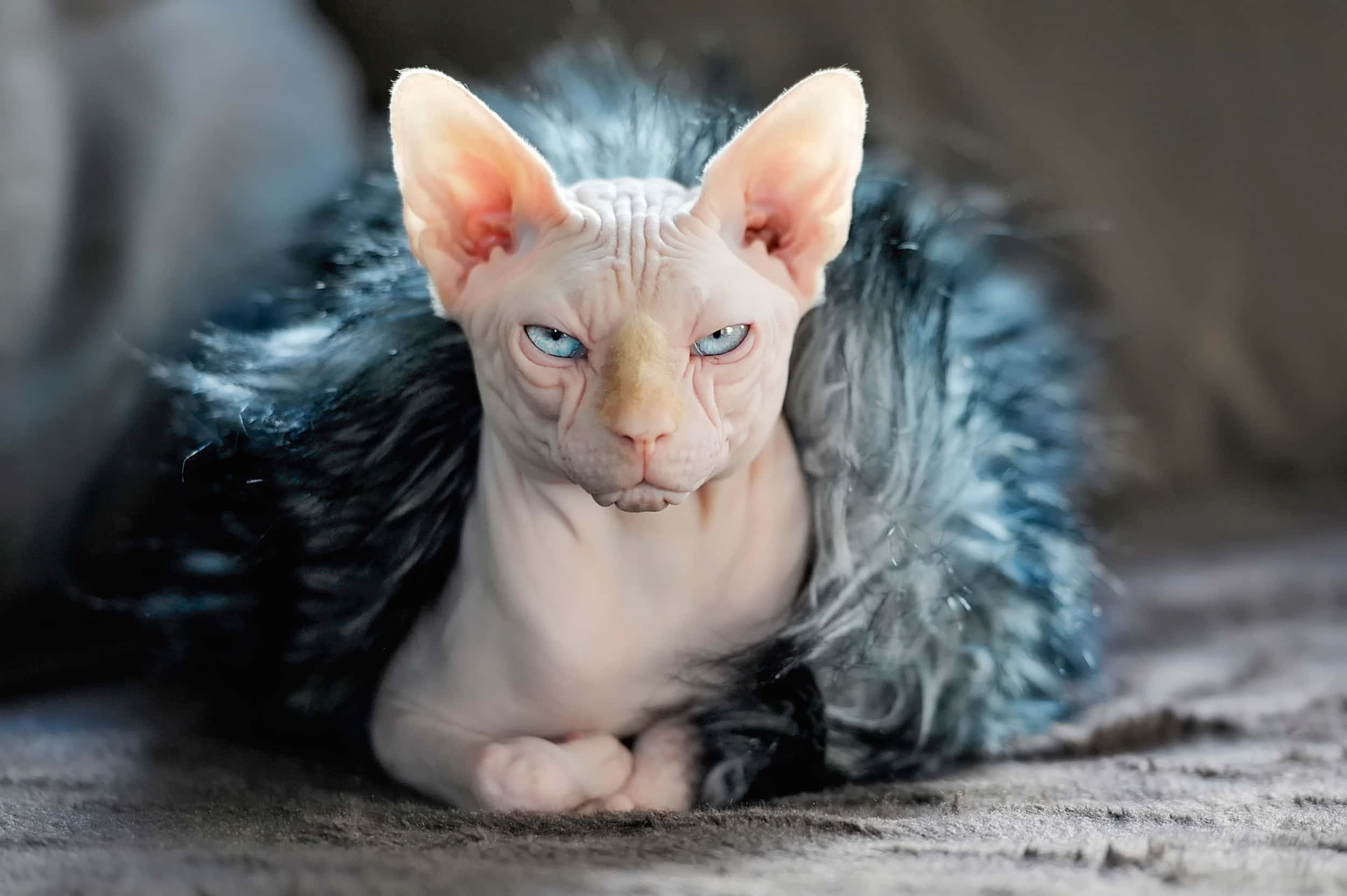 Sphynx, blue eyes, dark blue collar, Full HD Desktop Wallpaper