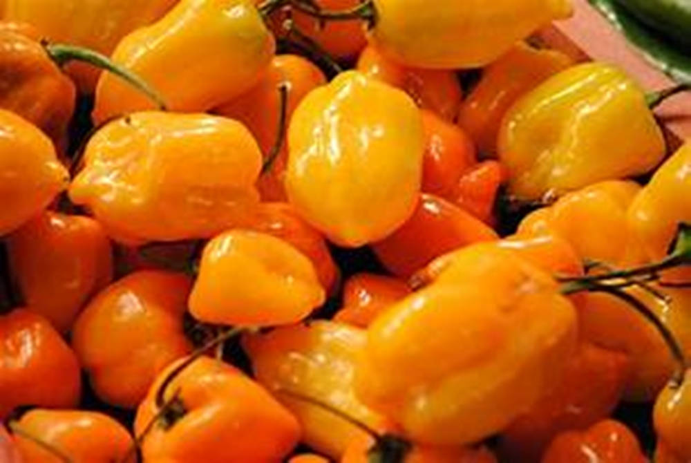 habanero orange chili pepper, glossy yellow and orange habanero peppers, green stems, SD Desktop Wallpaper
