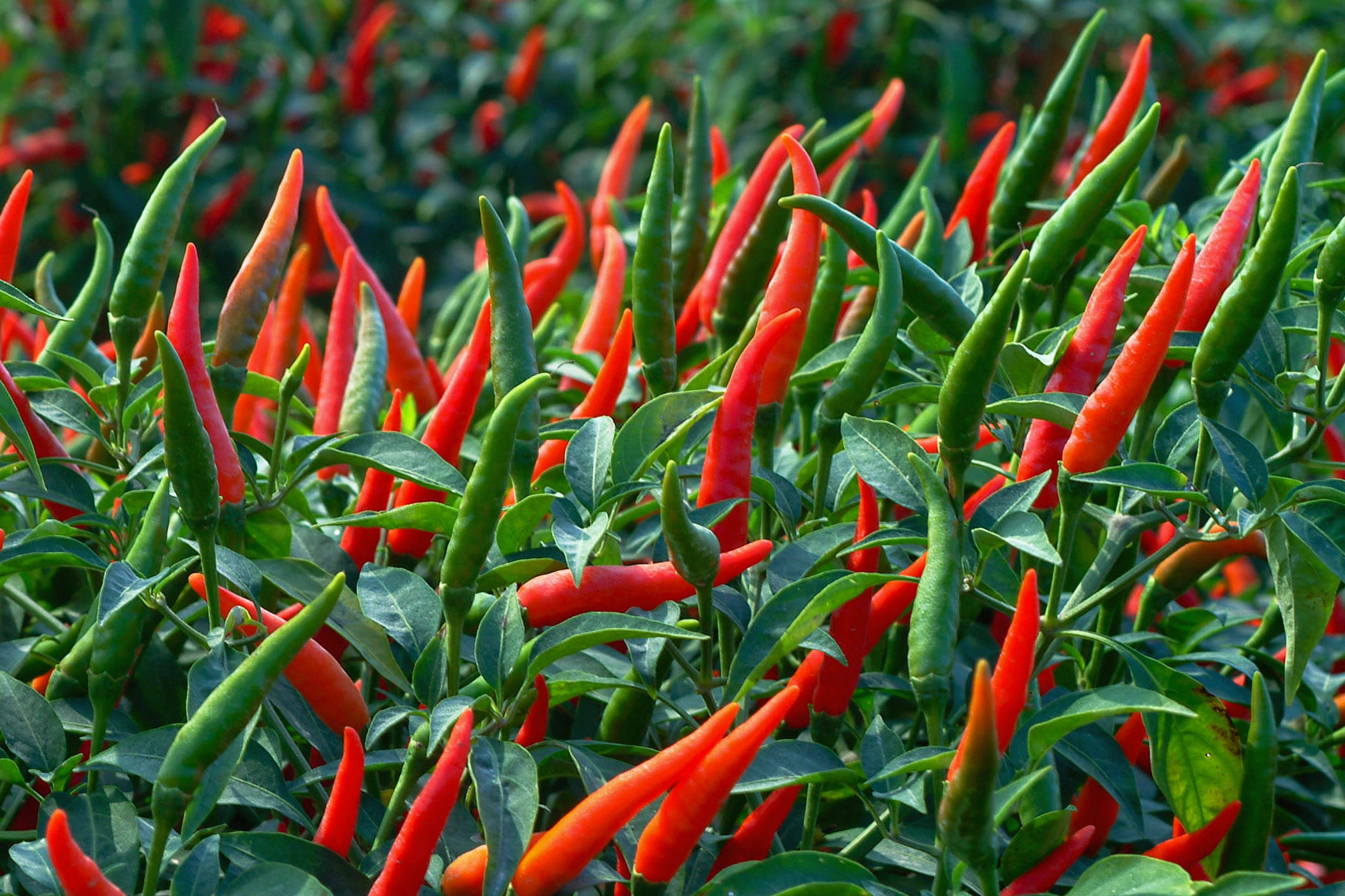 Thai Hybrid Pepper Plant, red chili peppers, green chili peppers, Full HD Desktop Wallpaper