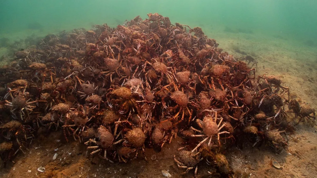 Spider Crab