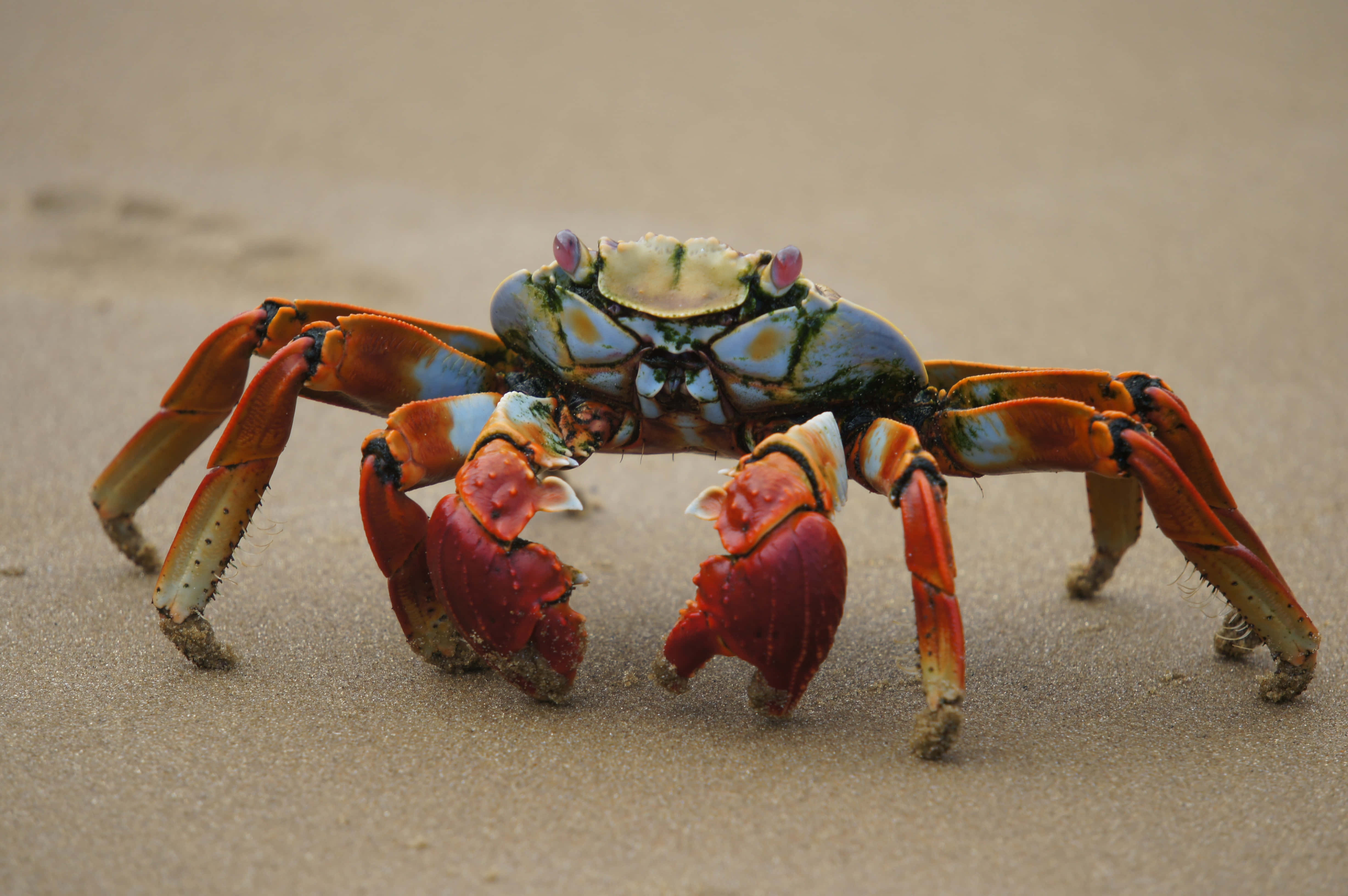 colorful spider crabon, vibrant blue and orange crab, purple eyes, 4K Desktop Wallpaper