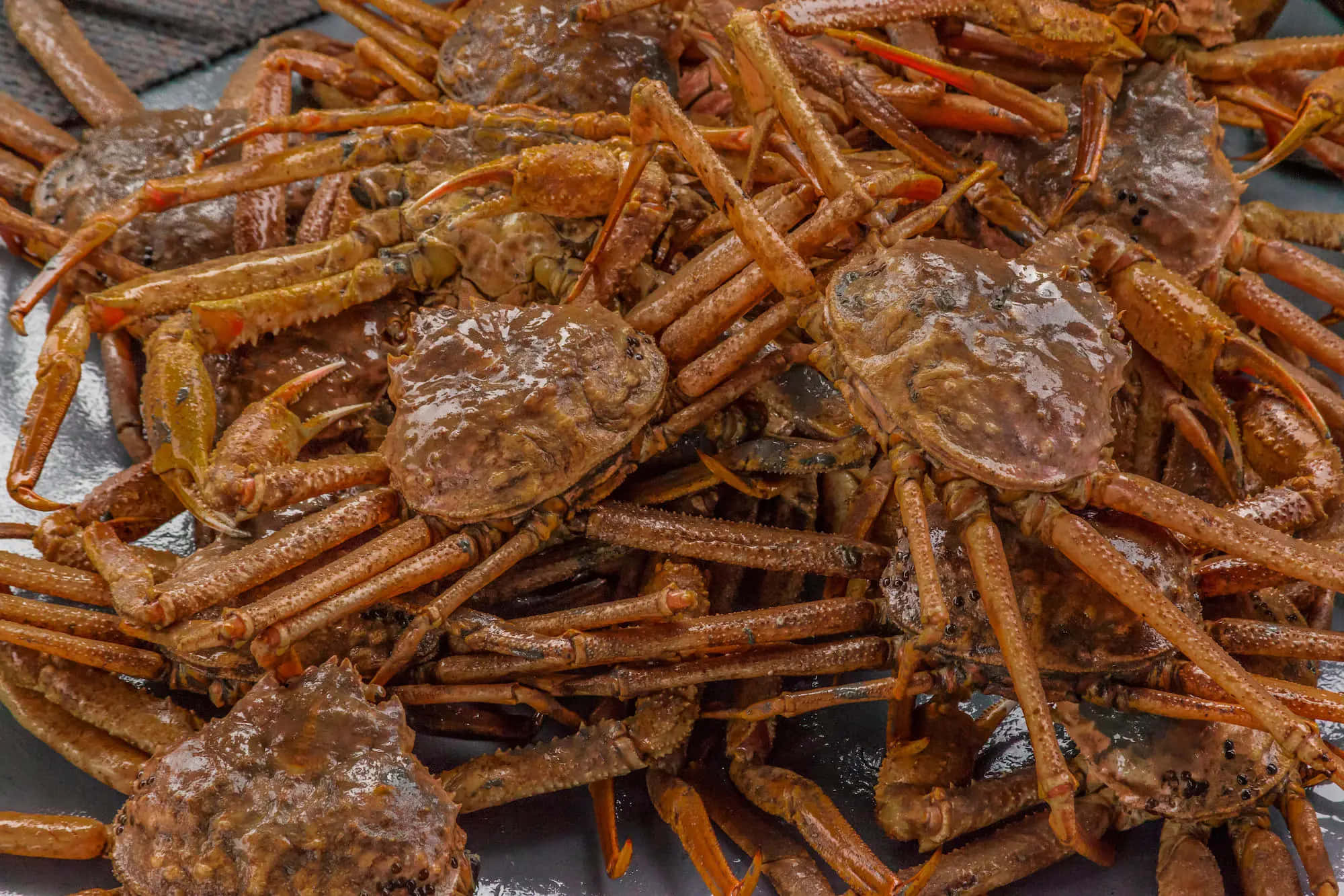 Spider Crab, brown shells, orange-tipped legs, Full HD Desktop Wallpaper