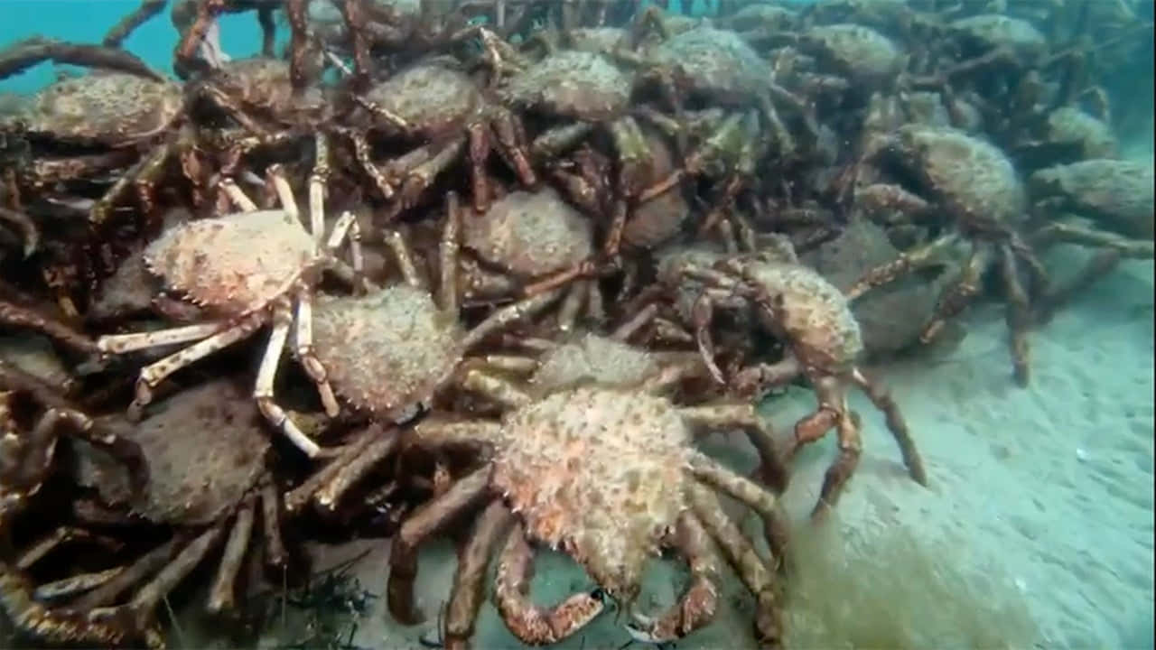 Spider Crab, migration, underwater, HD Desktop Wallpaper