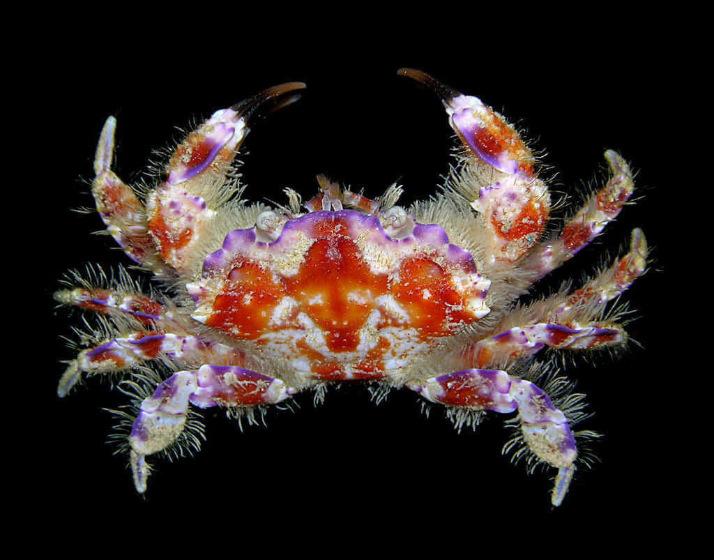 vibrant spider crab, orange and purple markings, hairy claws, SD Desktop Wallpaper