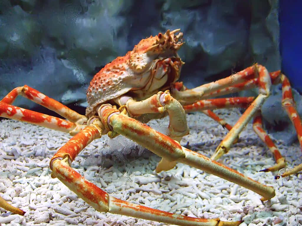 spider crab, orange and cream legs, white gravel, SD Desktop Wallpaper