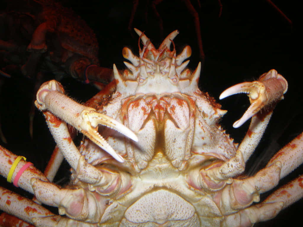 Spider Crab, white and orange shell, prominent claws, SD Desktop Wallpaper