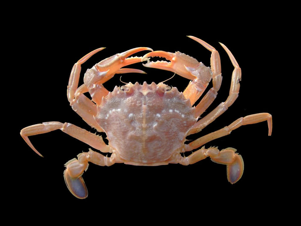 Spider Crab, light orange, textured shell, SD Desktop Wallpaper