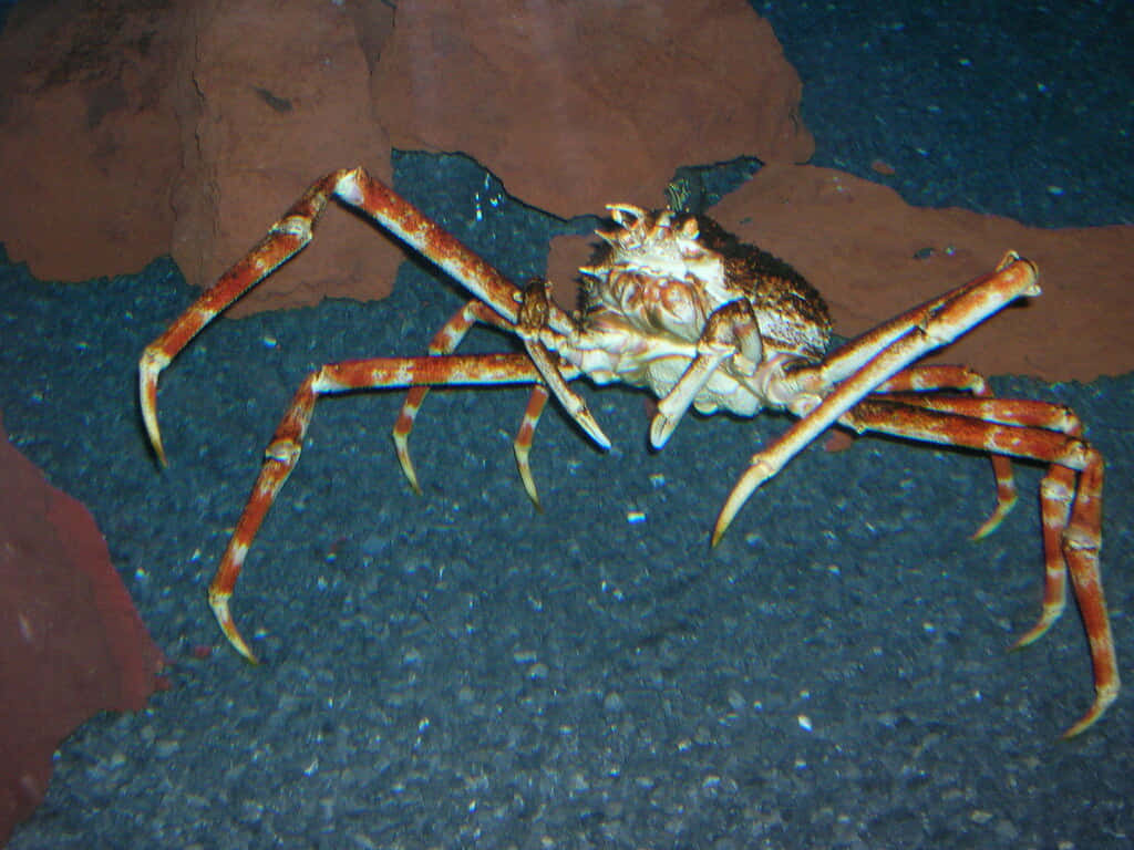 Spider Crab, sea bottom, dark gravel, SD Desktop Wallpaper