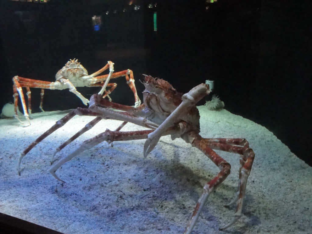 Spider Crab, underwater flora, sandy ocean floor, SD Desktop Wallpaper