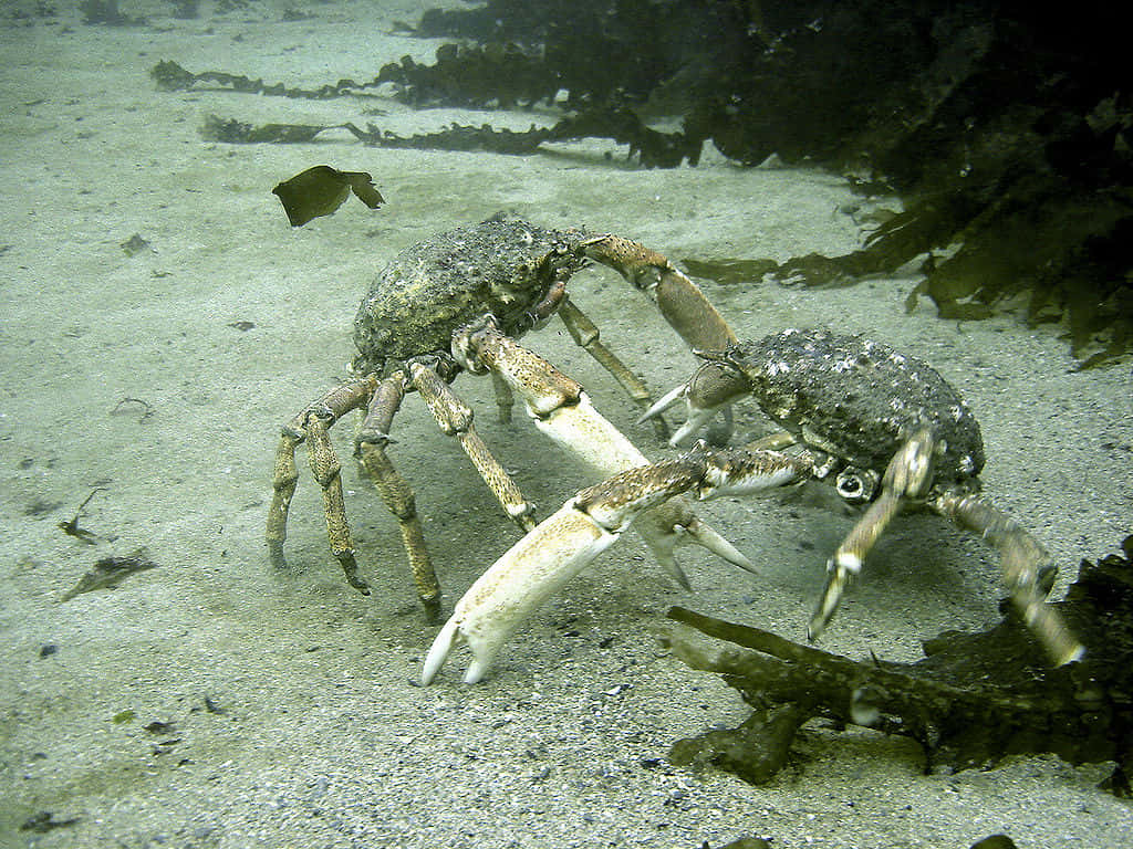 Spider Crab, mottled shells, white claws, SD Desktop Wallpaper
