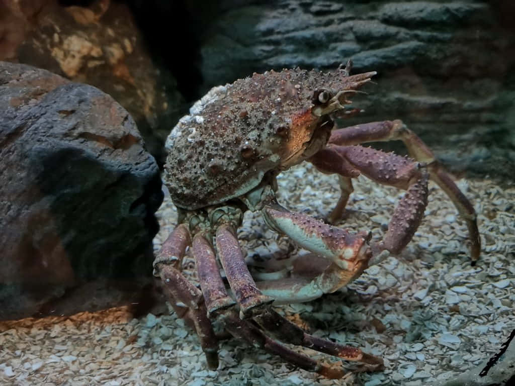 Spider Crab, mottled brown shell, long legs, SD Desktop Wallpaper