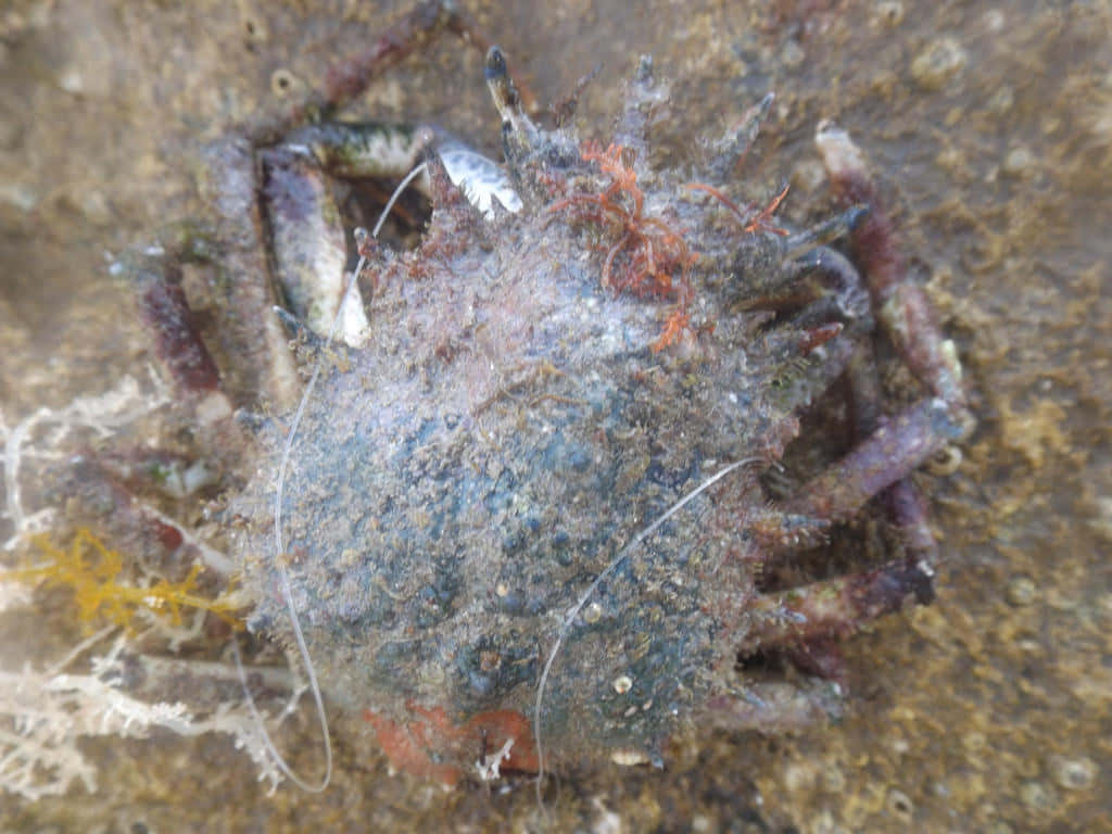 Spider Crab, mottled blue gray shell, orange accents, SD Desktop Wallpaper
