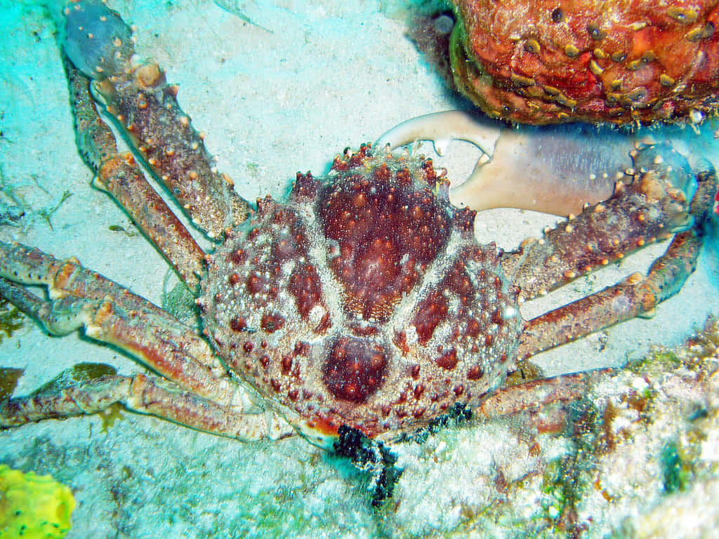 Spider Crab, reddish-brown shell, sandy ocean floor, SD Desktop Wallpaper