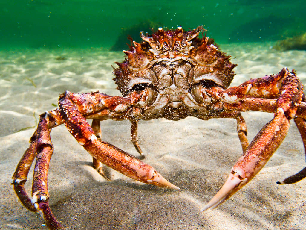 spider crab, seabed, sandy ocean floor, SD Desktop Wallpaper