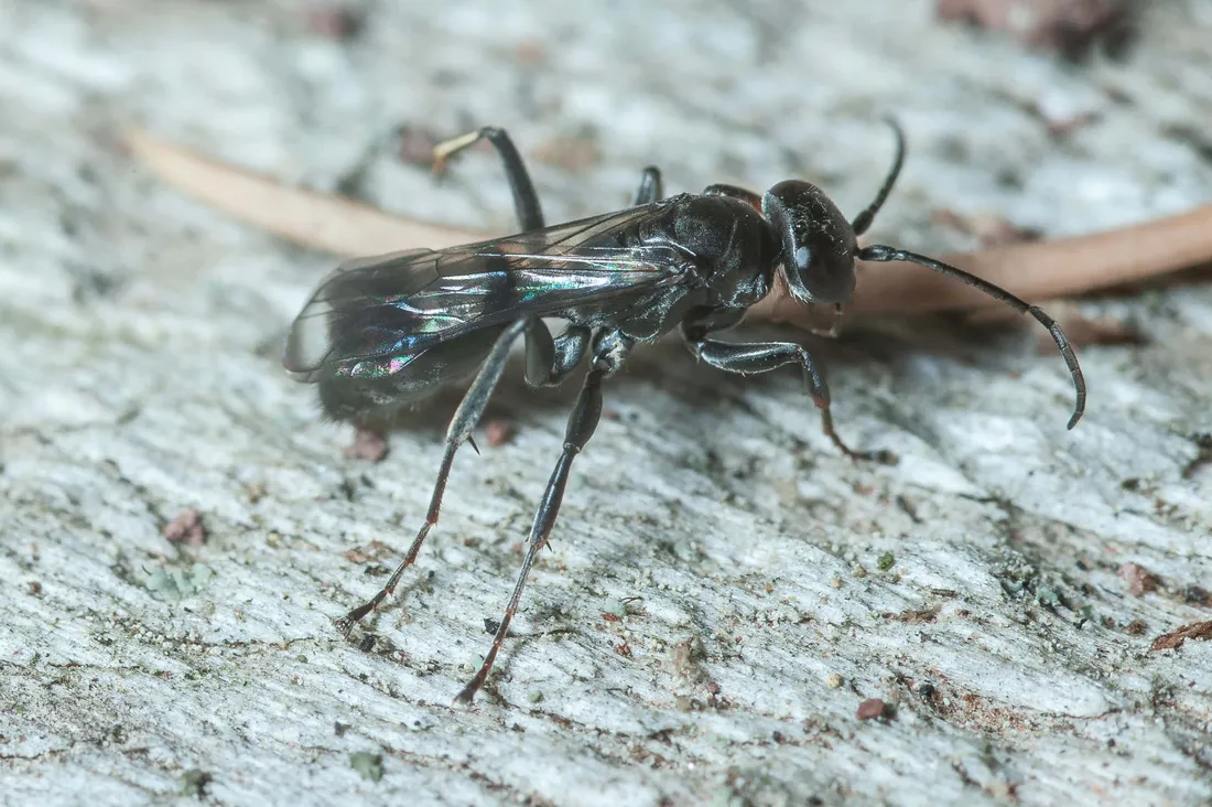Spider Wasp