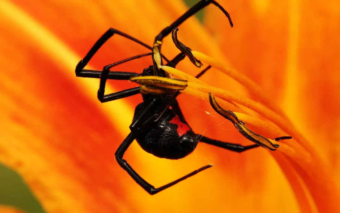 Spider